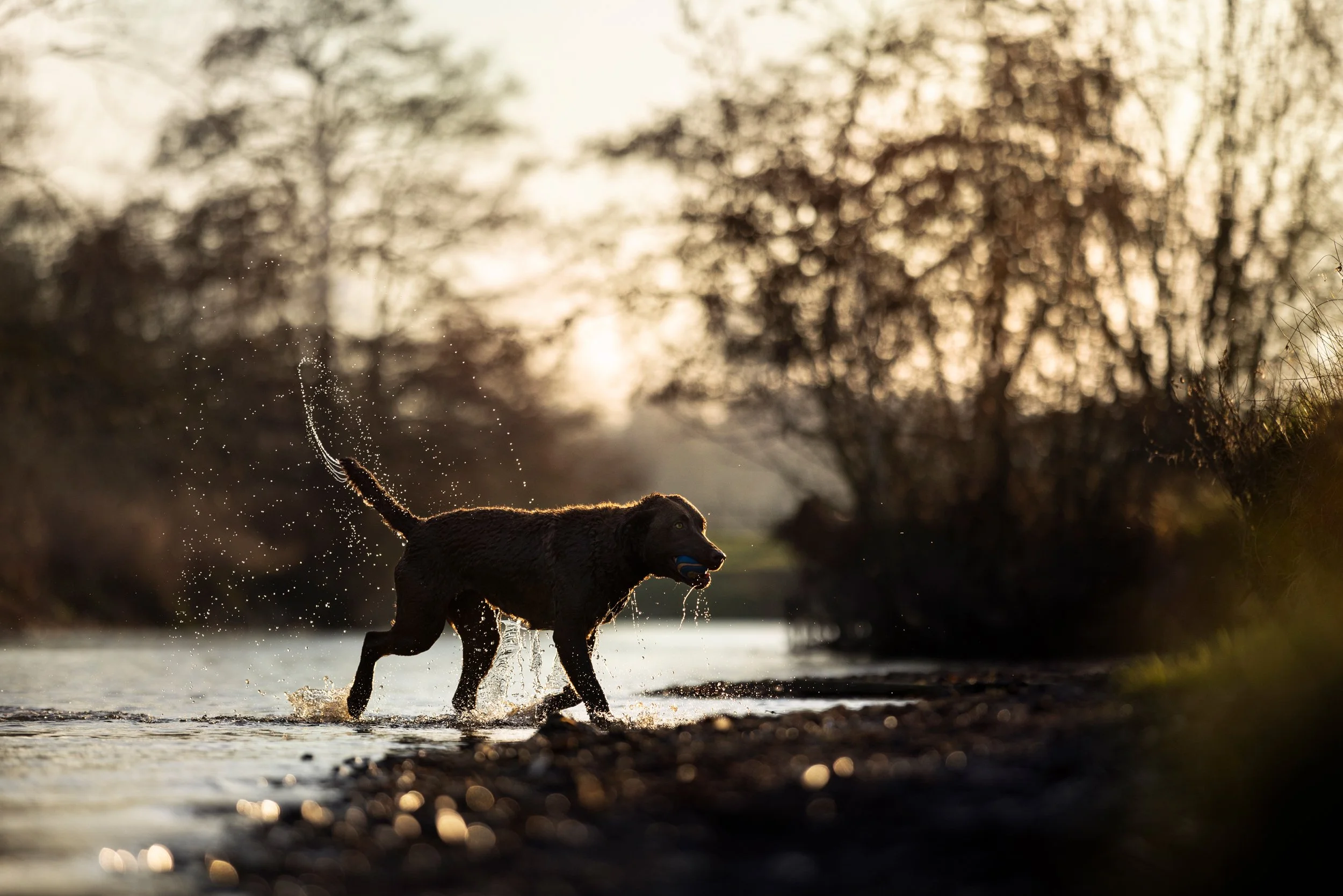 Dog playing in water at sunset, splashing water droplets, with trees in the background.