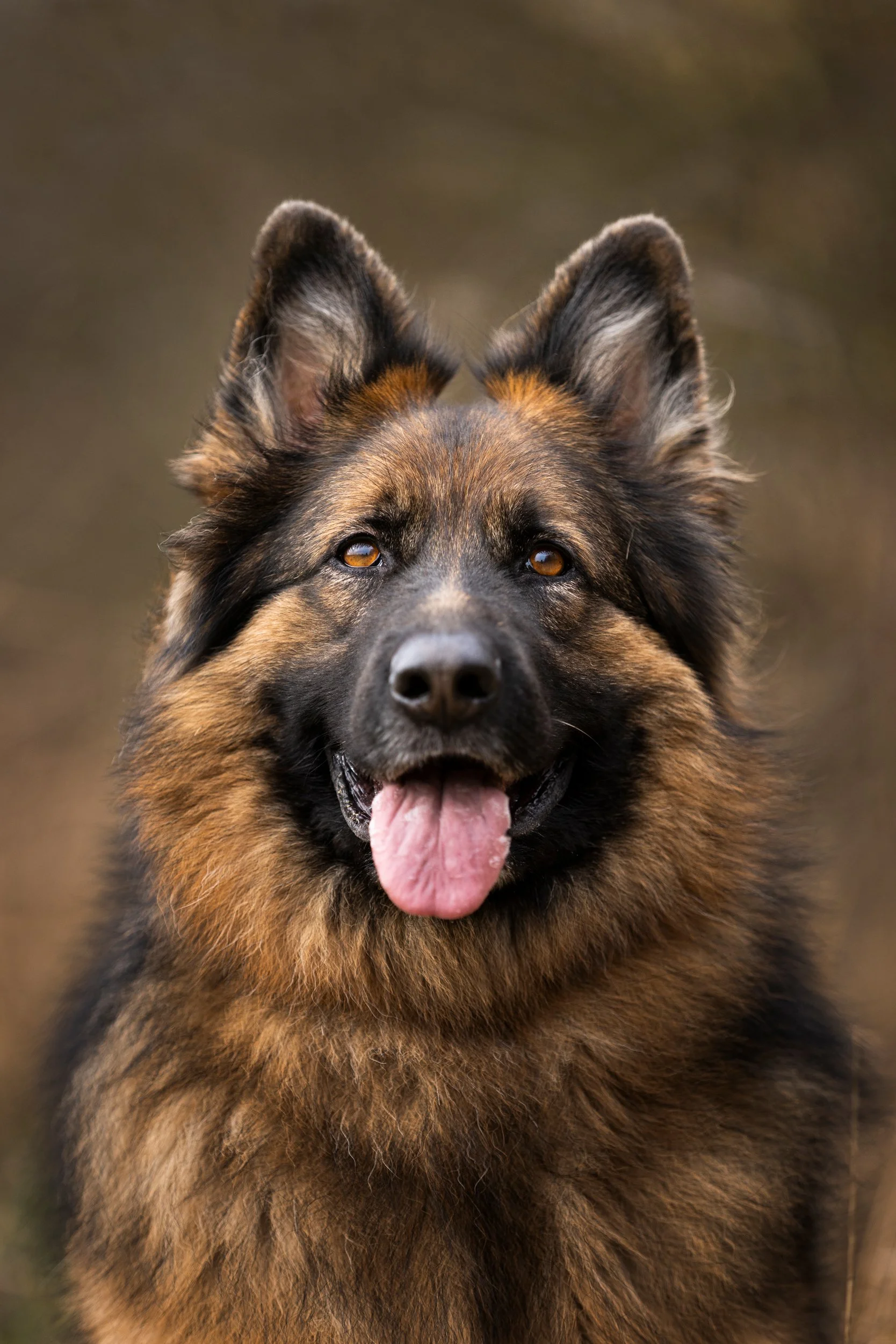 Close-up of a German Shepherd dog with erect ears and a happy expression, tongue out, outdoors.
