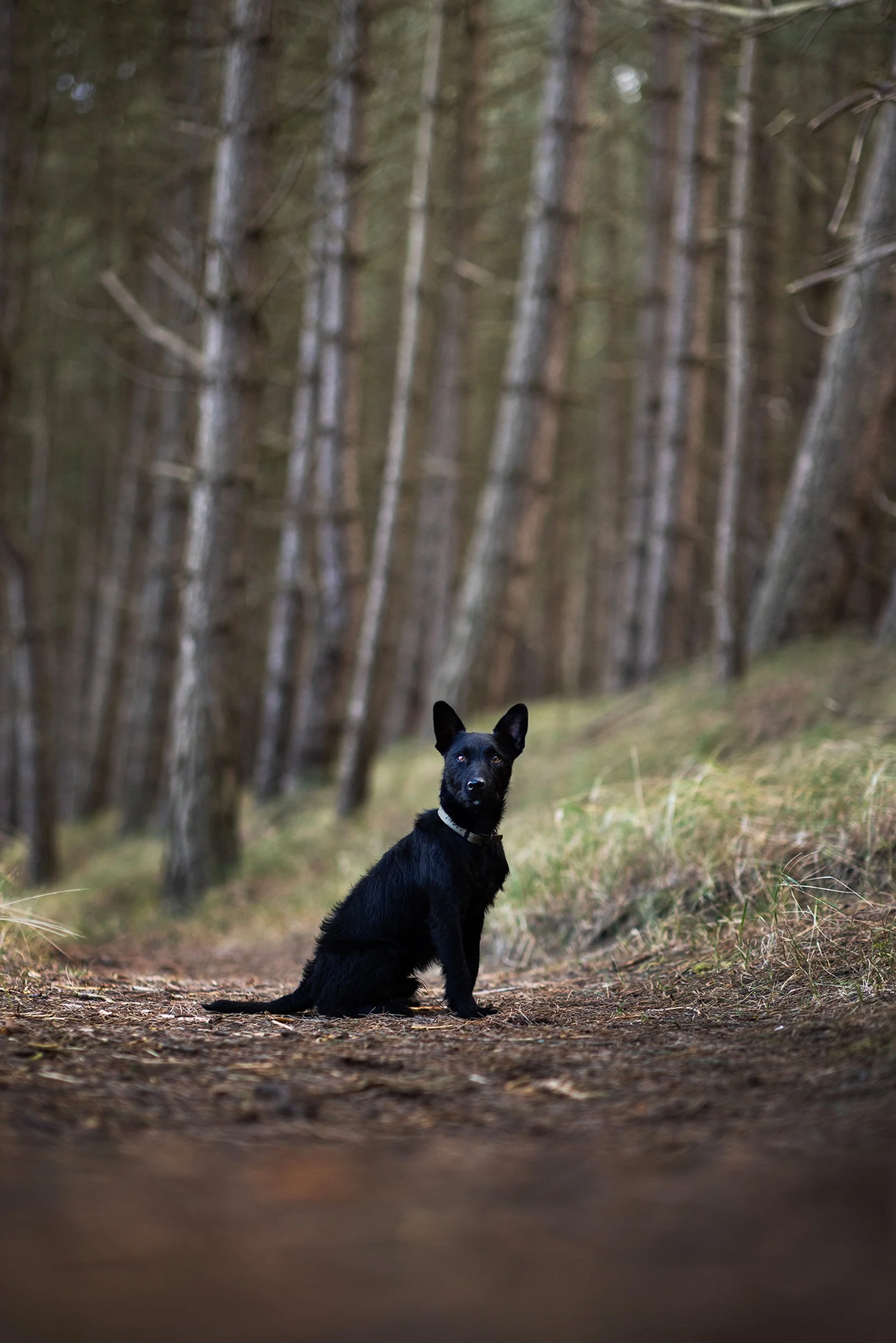 Black dog with a white collar sitting on a forest trail, surrounded by tall trees and green foliage.