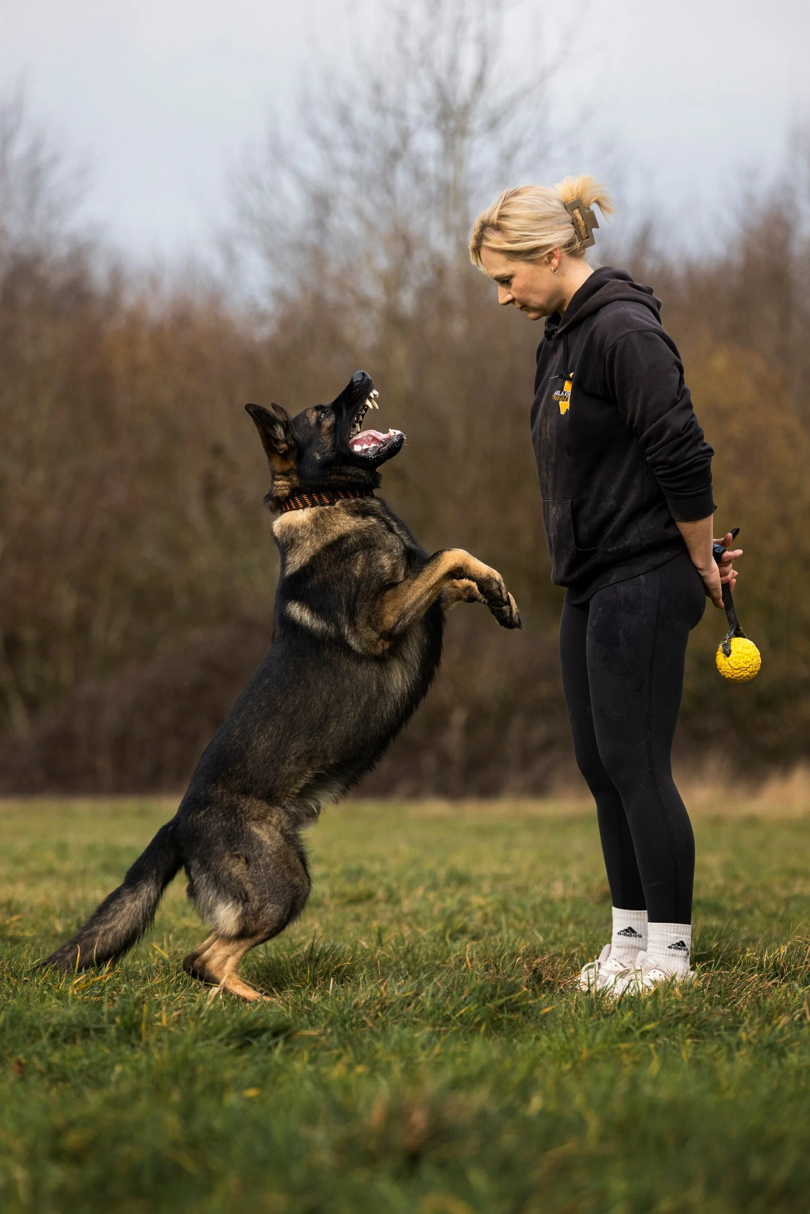 A woman and a German Shepherd dog engaging in training outdoors on a grassy field during daytime, with trees in the background.