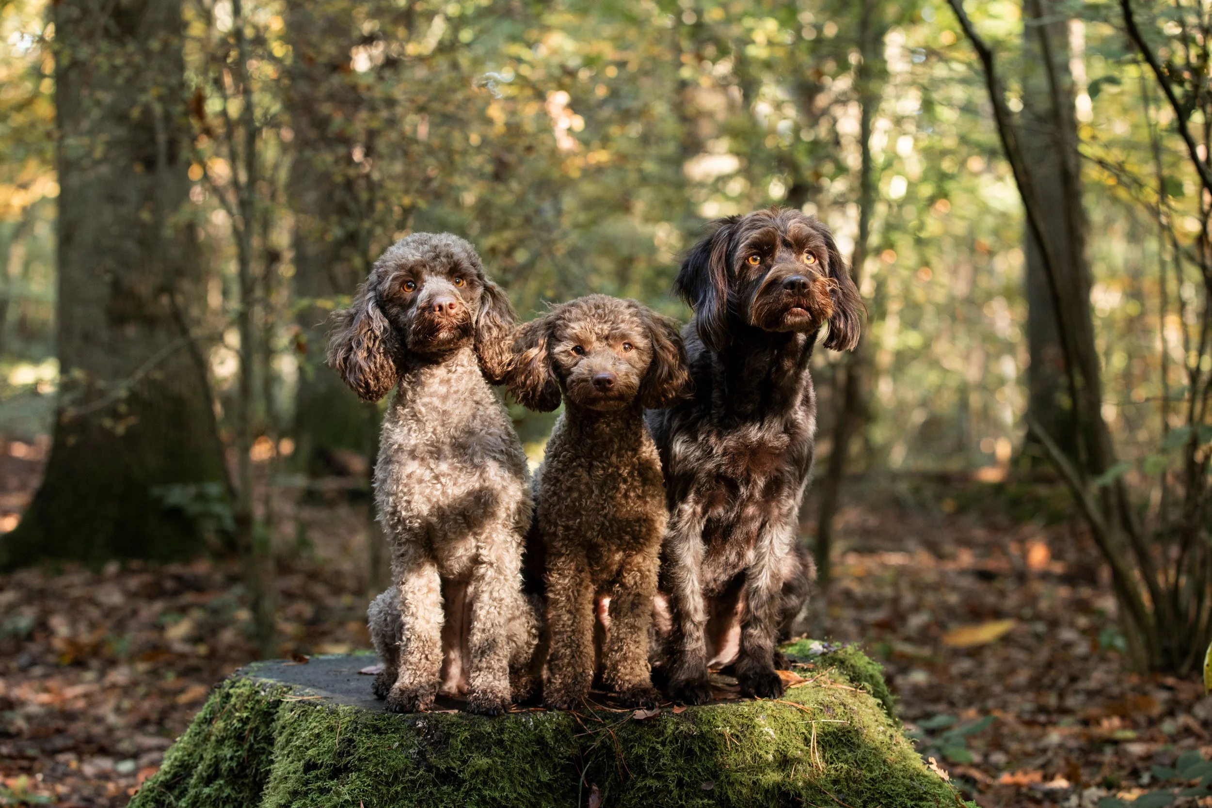 Three dogs sitting on a moss-covered tree stump in a forest with trees and leaves in the background.