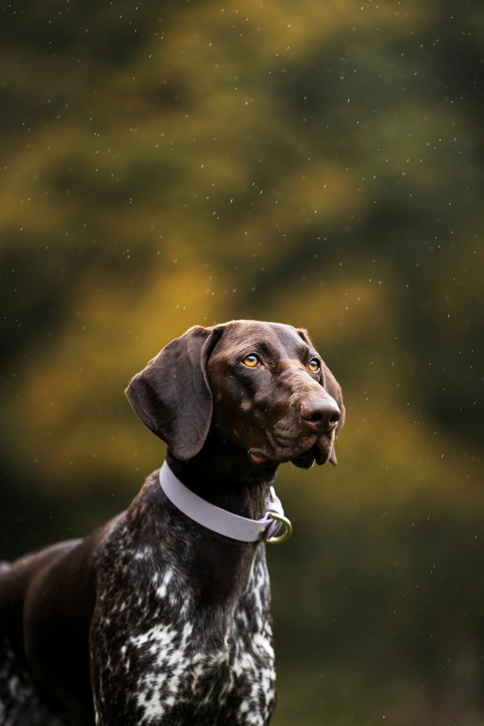 A brown and white speckled dog with floppy ears and yellow eyes outdoors, looking to the side, with a blurred background and falling rain.