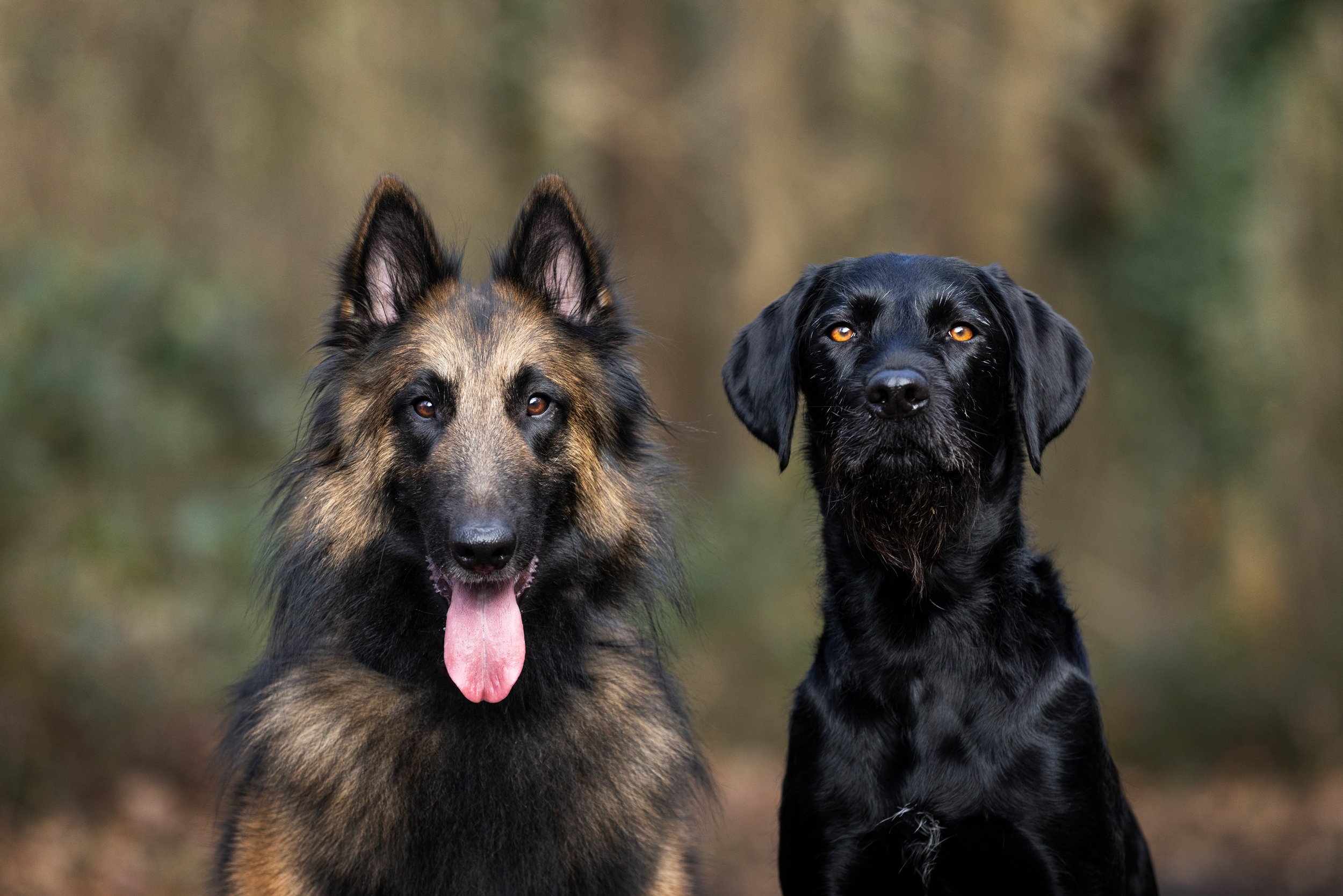 Two dogs, one German Shepherd with its tongue out on the left and one black dog with a beard on the right, sitting outdoors with a blurred natural background.