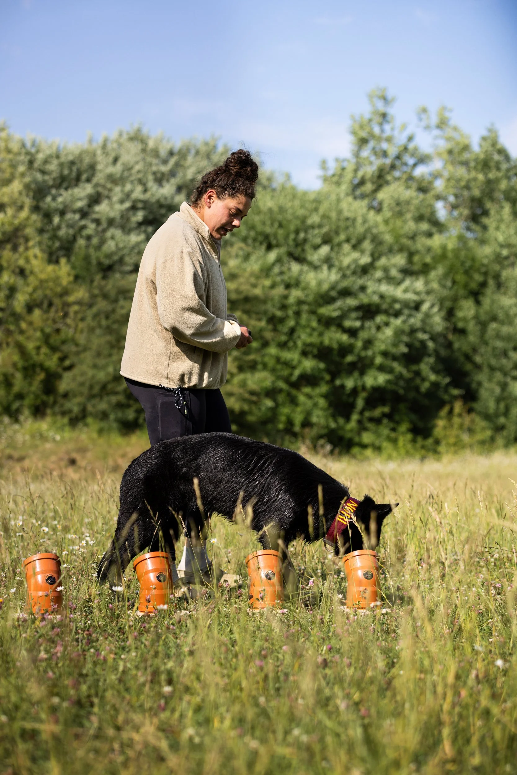 Woman and black dog participating in a field training exercise with orange agility cones, surrounded by tall grass and greenery under a blue sky.