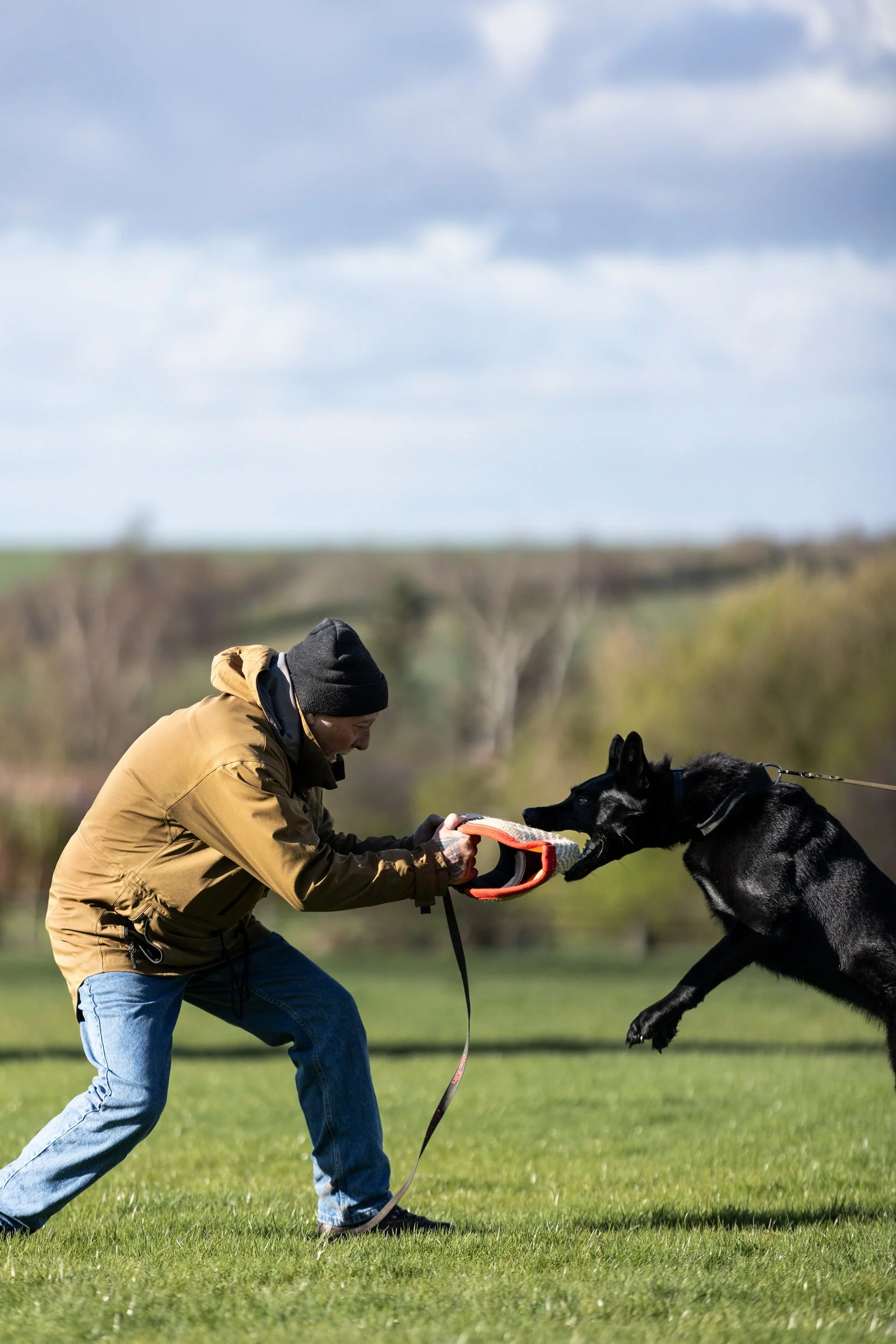 A man in a brown jacket and black beanie is training a black German Shepherd dog with a bite sleeve during outdoor dog training on a grassy field.