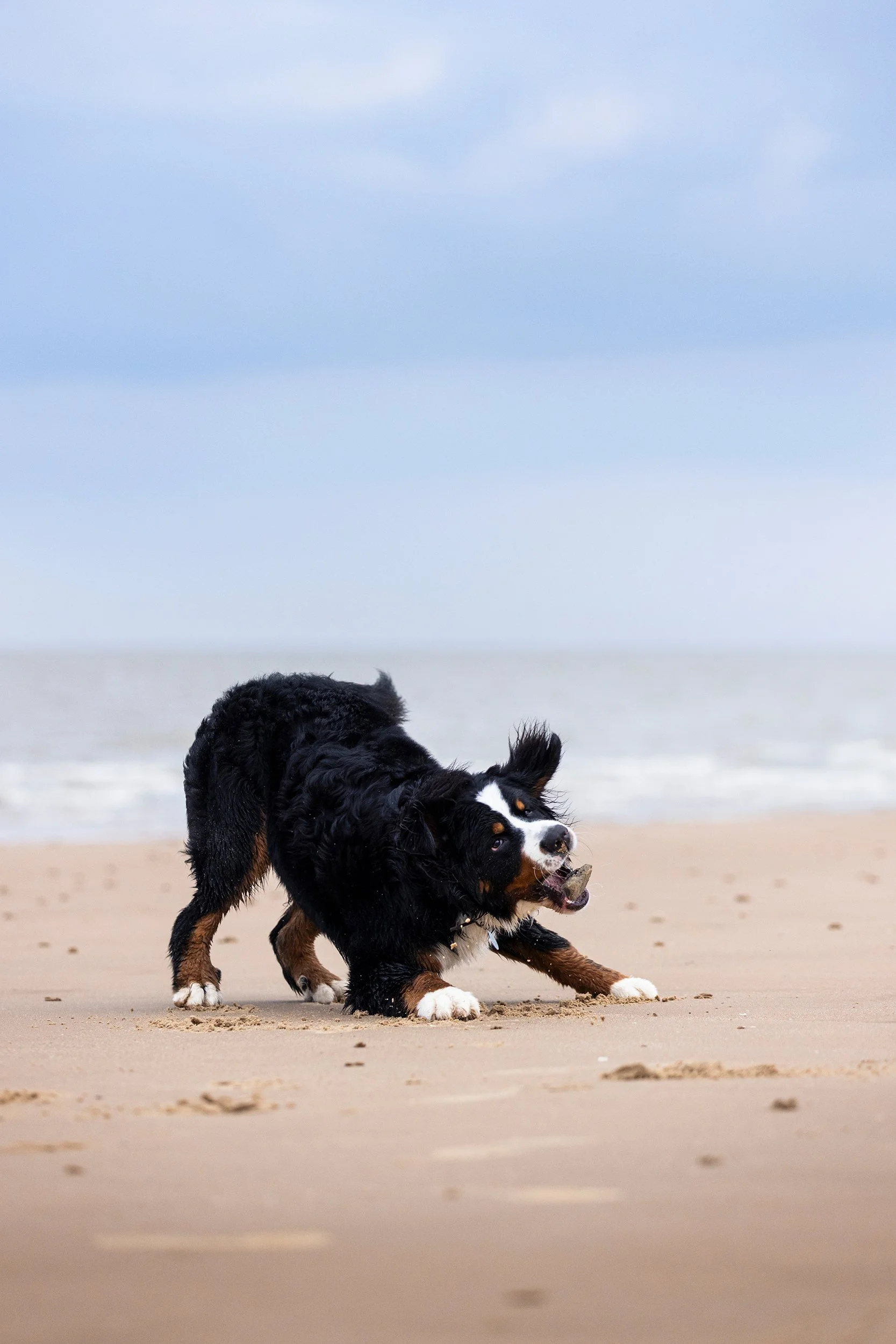 A Bernese Mountain Dog playing with a stick on the beach sand, near the ocean with a cloudy sky in the background.