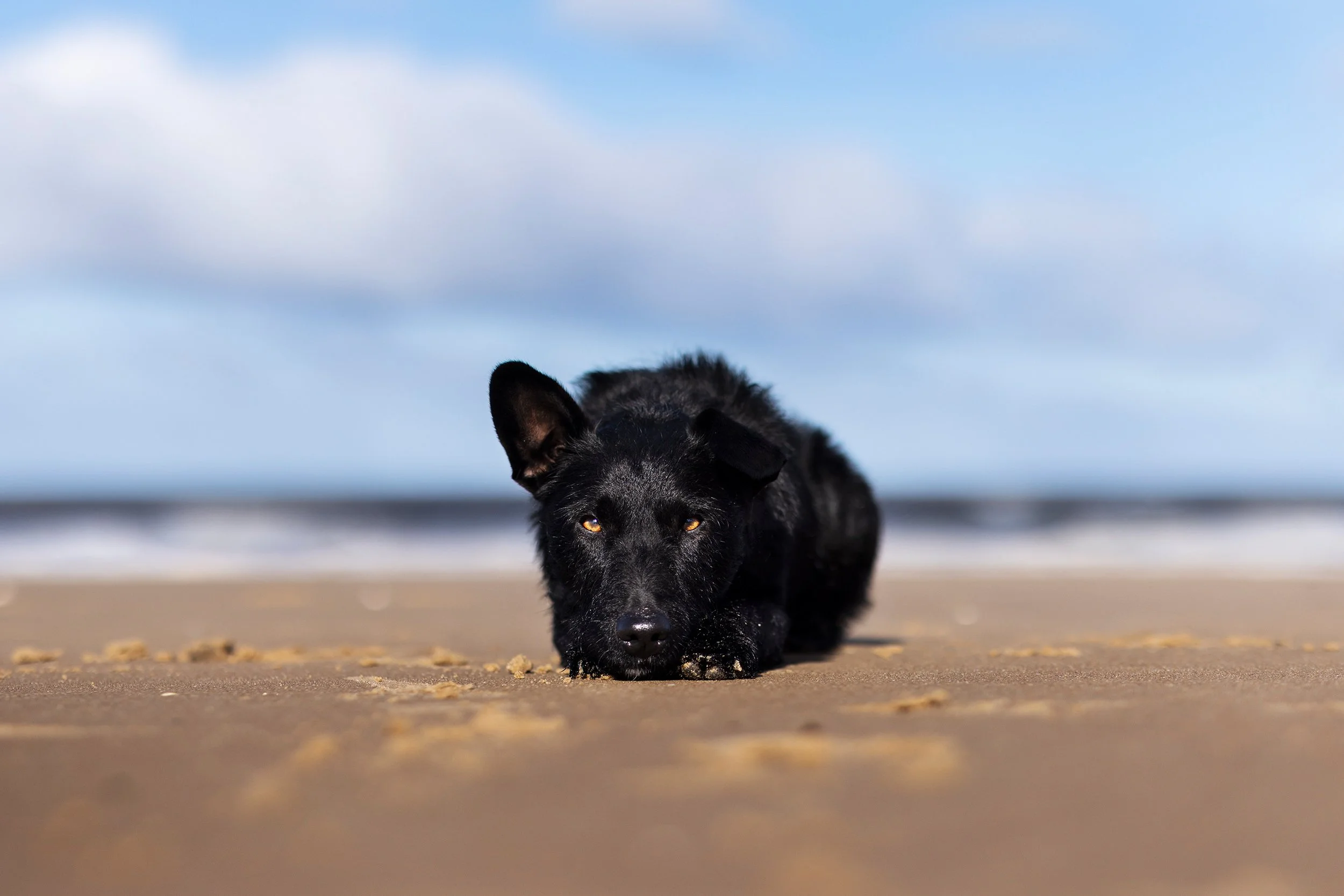 Black dog lying on sandy beach, low angle view with ocean and cloudy sky in background.