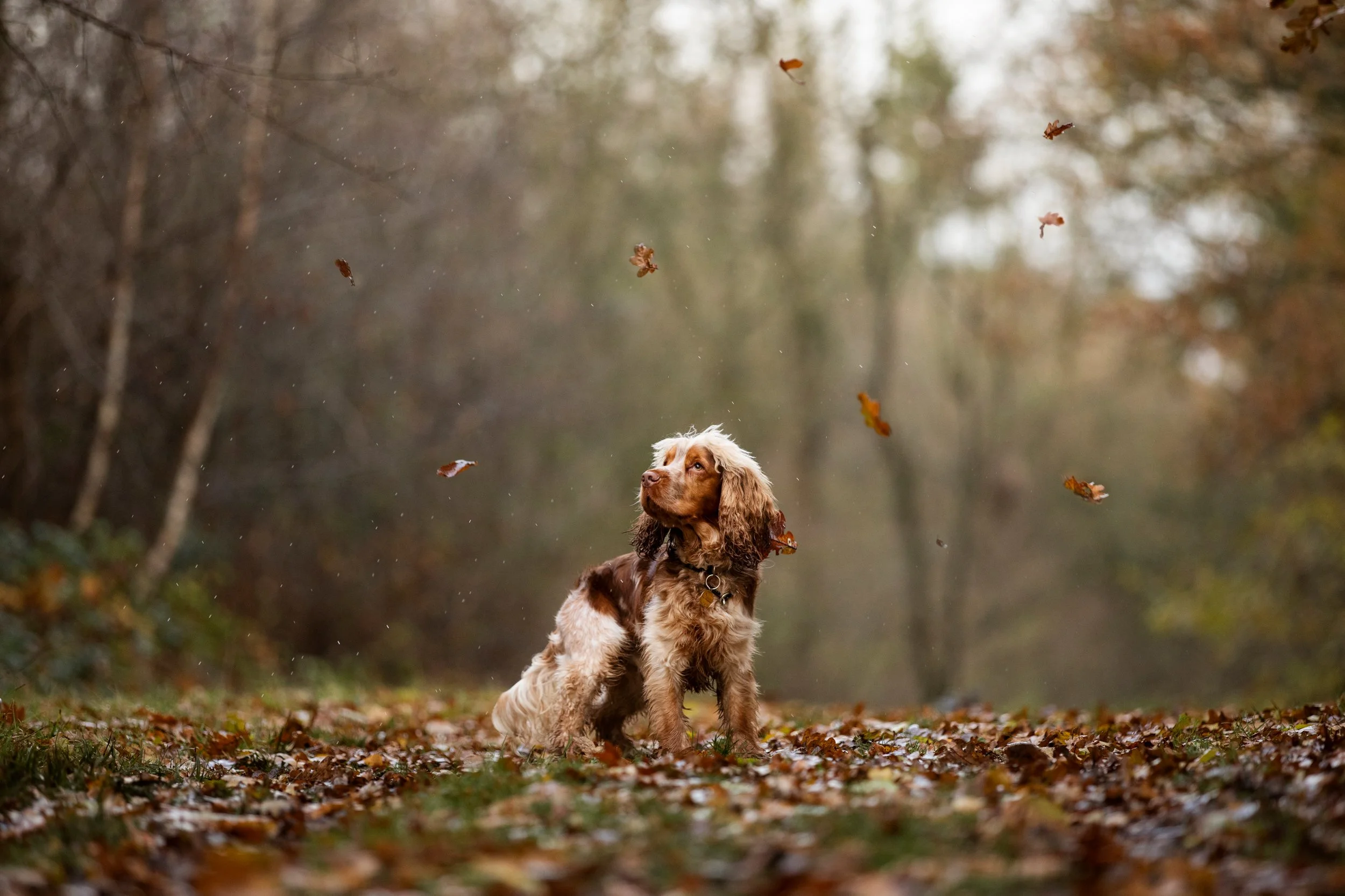 A brown and white dog sitting among fallen autumn leaves in a forest, with leaves flying around in the air.