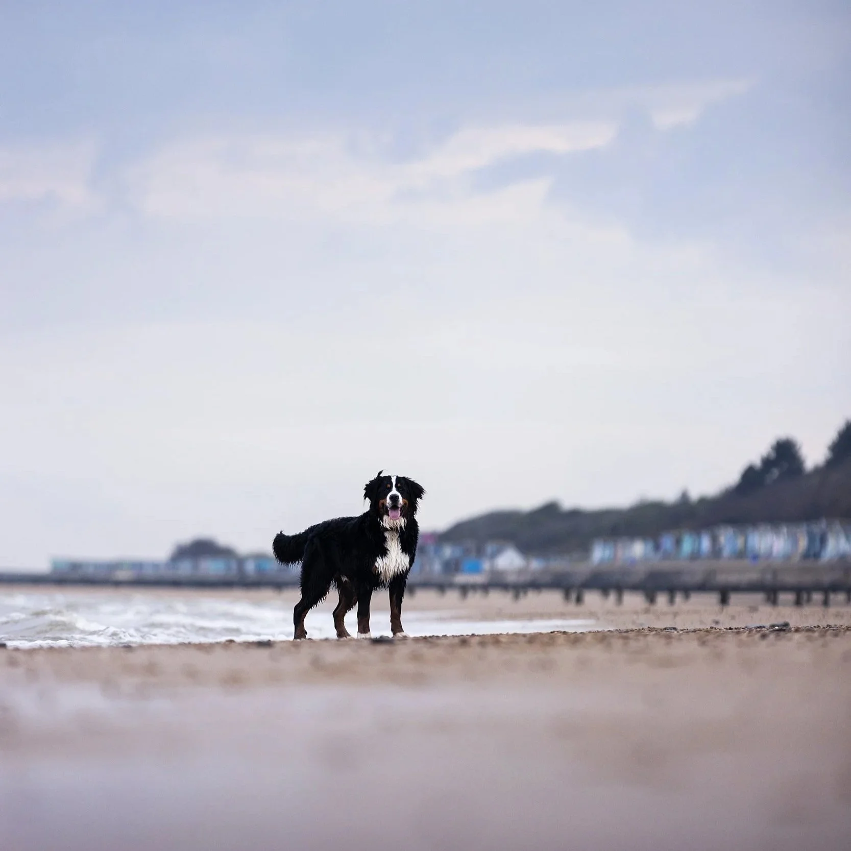 A black and white dog standing on the sandy beach near the water, with colorful beach huts and a hill in the background under a cloudy sky.