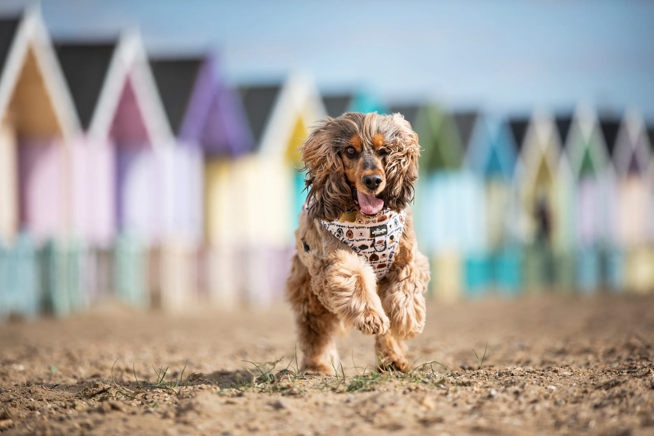A happy Cocker Spaniel puppy running on sandy ground with colorful beach huts in the background.