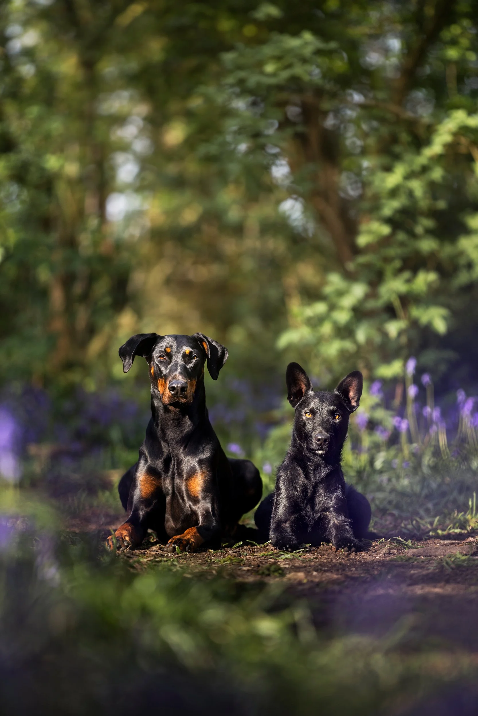 Two dogs, a Doberman and a black terrier, lying on a dirt path in a lush forest with purple flowers and green trees in the background.