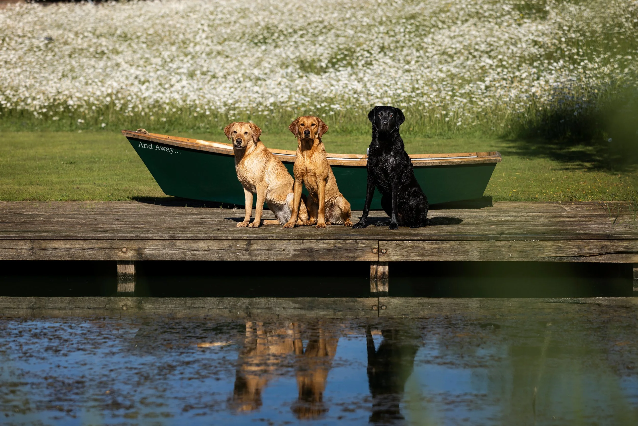 Three dogs sitting on a wooden dock with a green boat behind them, the boat has the words 'And Away...' written on it, reflected in the water below, green grass and white flowers in the background.