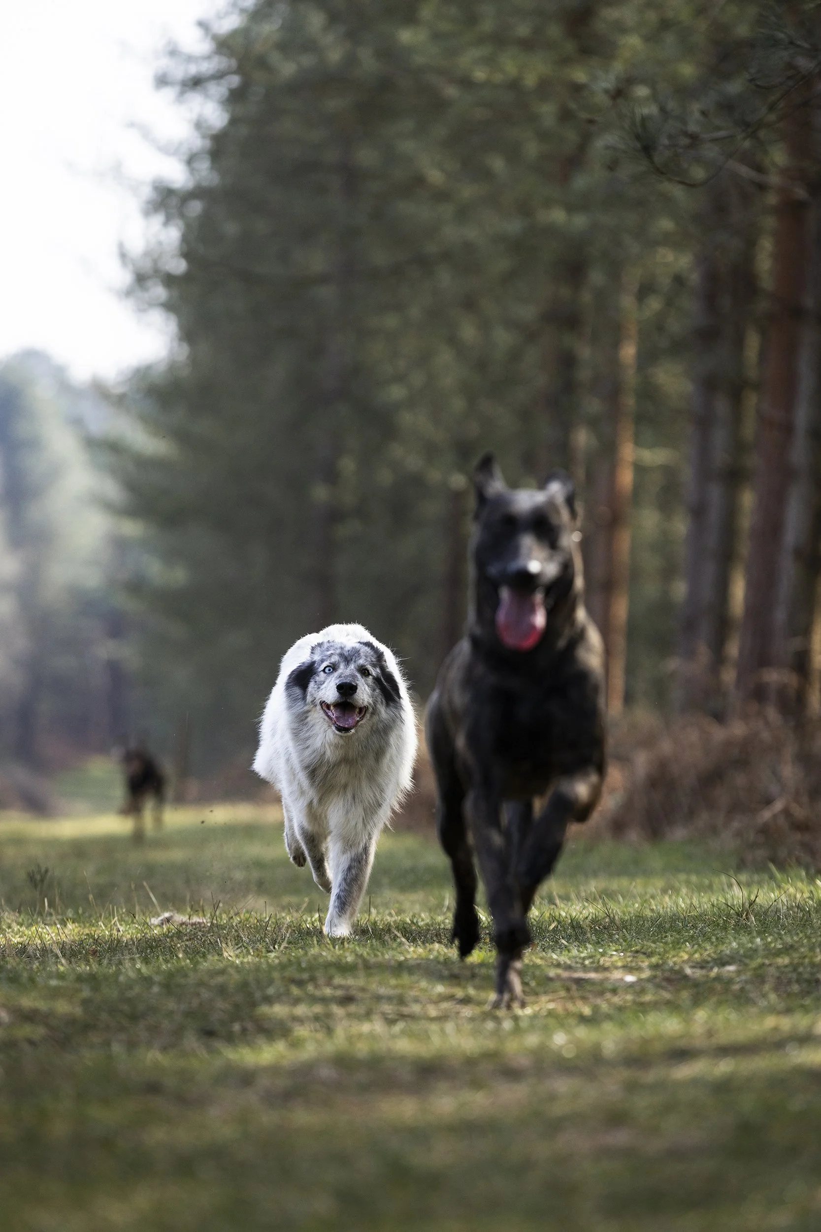 Three dogs running in a forest, with two in the foreground, one black and one blue merle, and a third dog in the background.
