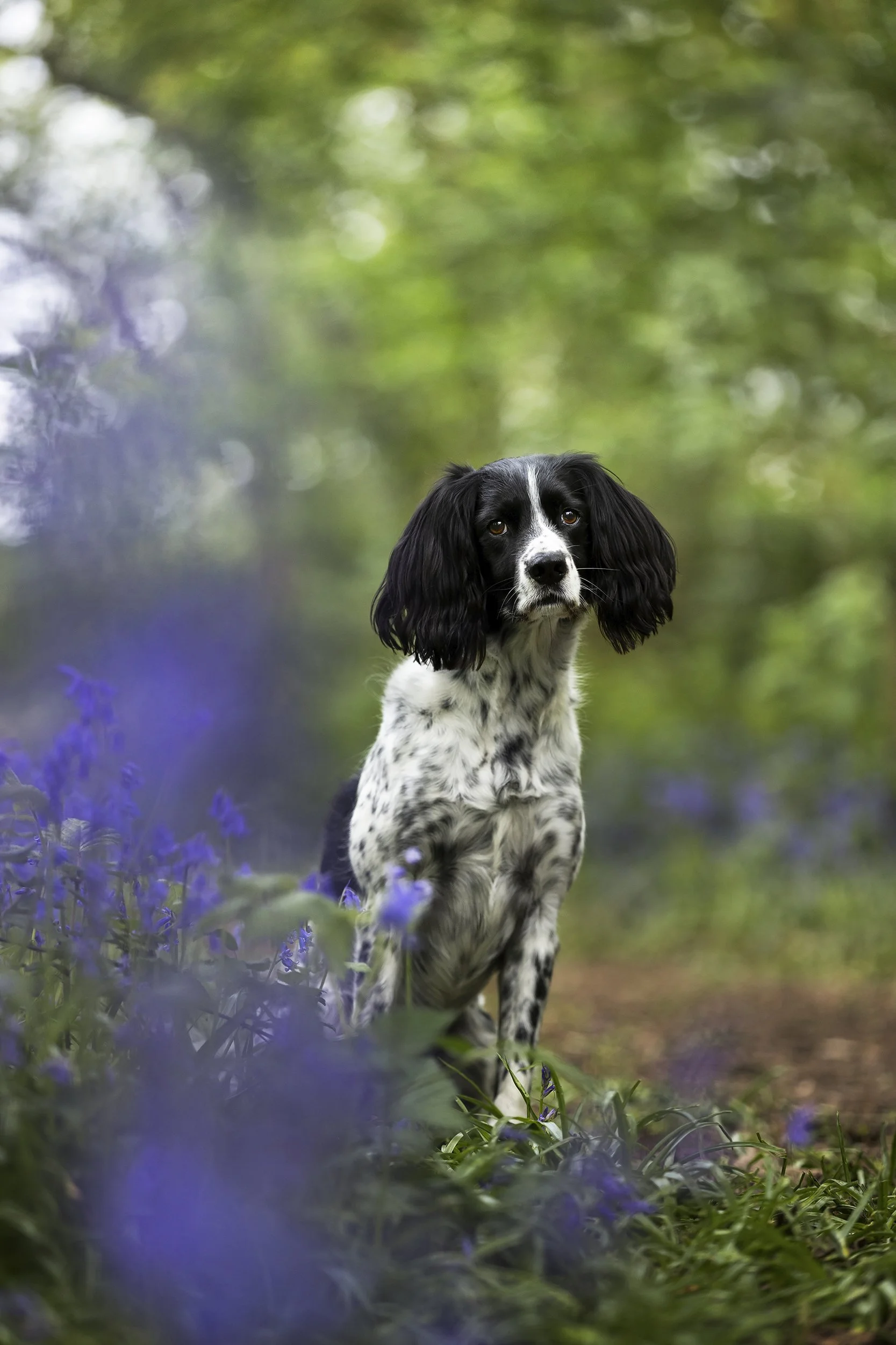 A black and white dog with long ears sitting on a dirt path surrounded by purple flowers and green trees in a forest.