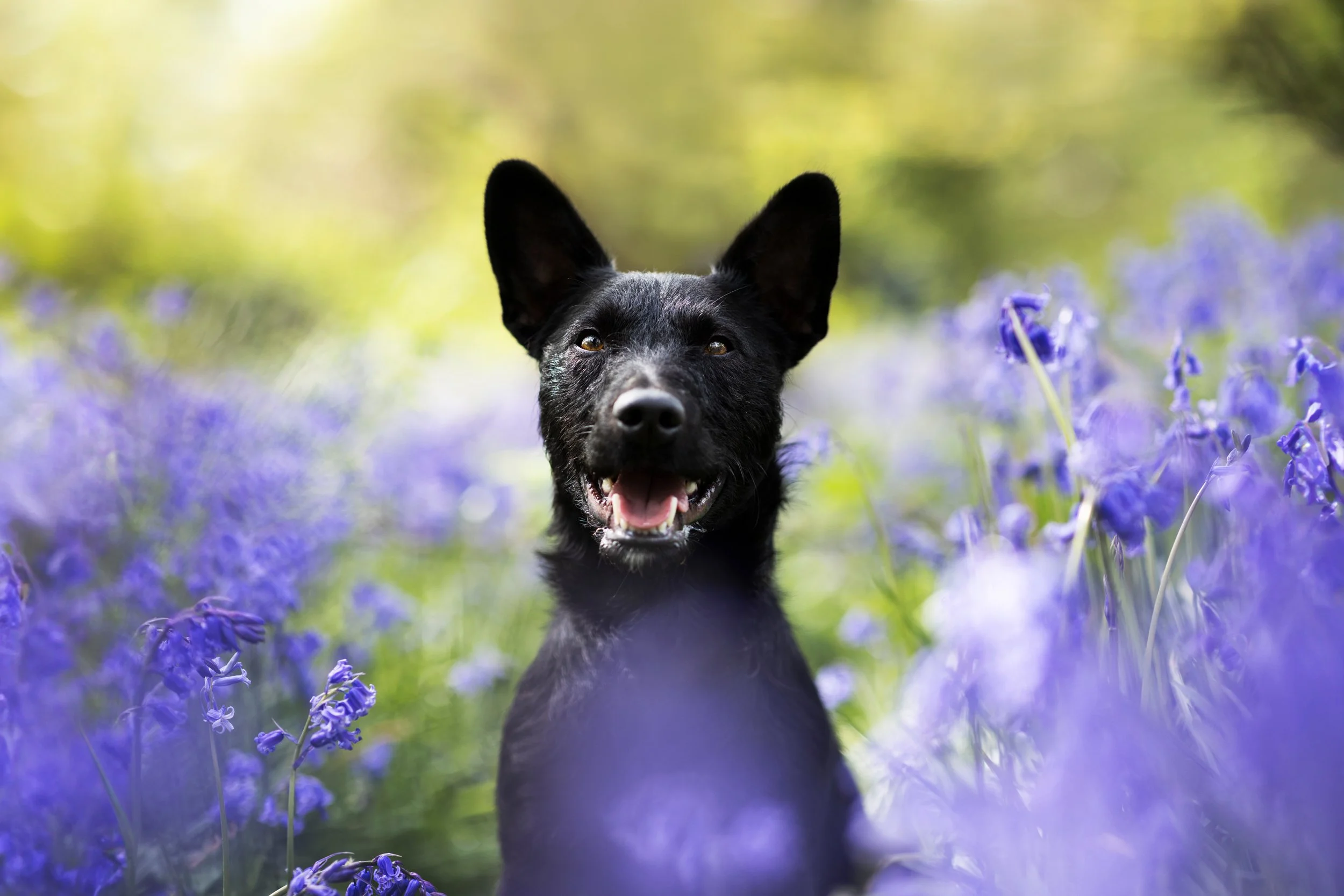 A black dog with large ears standing among purple flowers in a lush green outdoor setting.