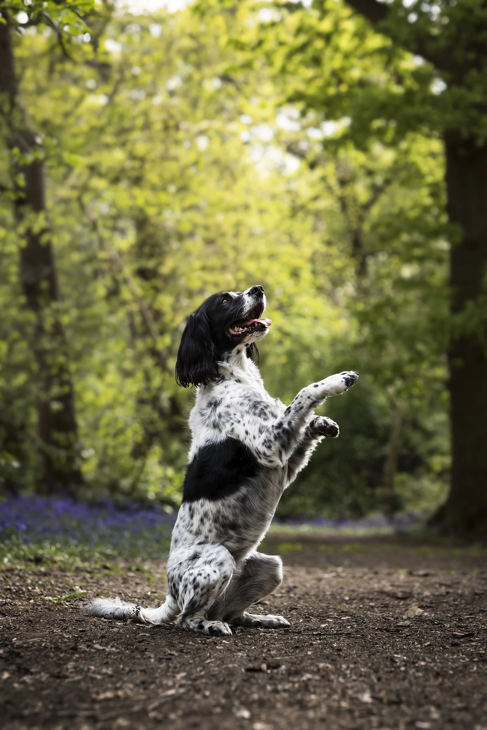A black and white dog with long ears and spots on its body, sitting on its hind legs with front paws raised, in a wooded park with trees and green foliage.