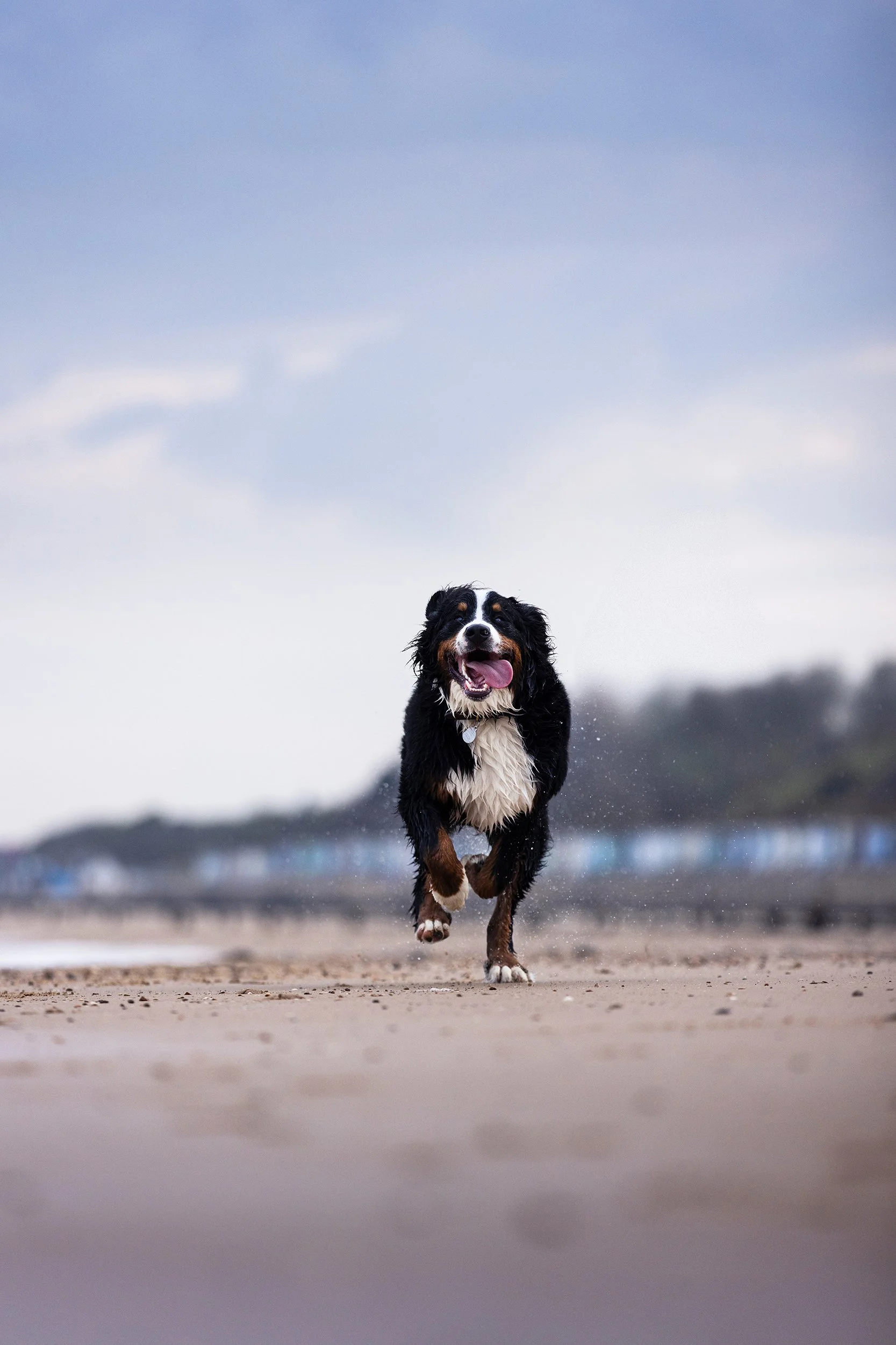A Bernese Mountain Dog running on a sandy beach near the ocean, with a cloudy sky and distant shoreline in the background.