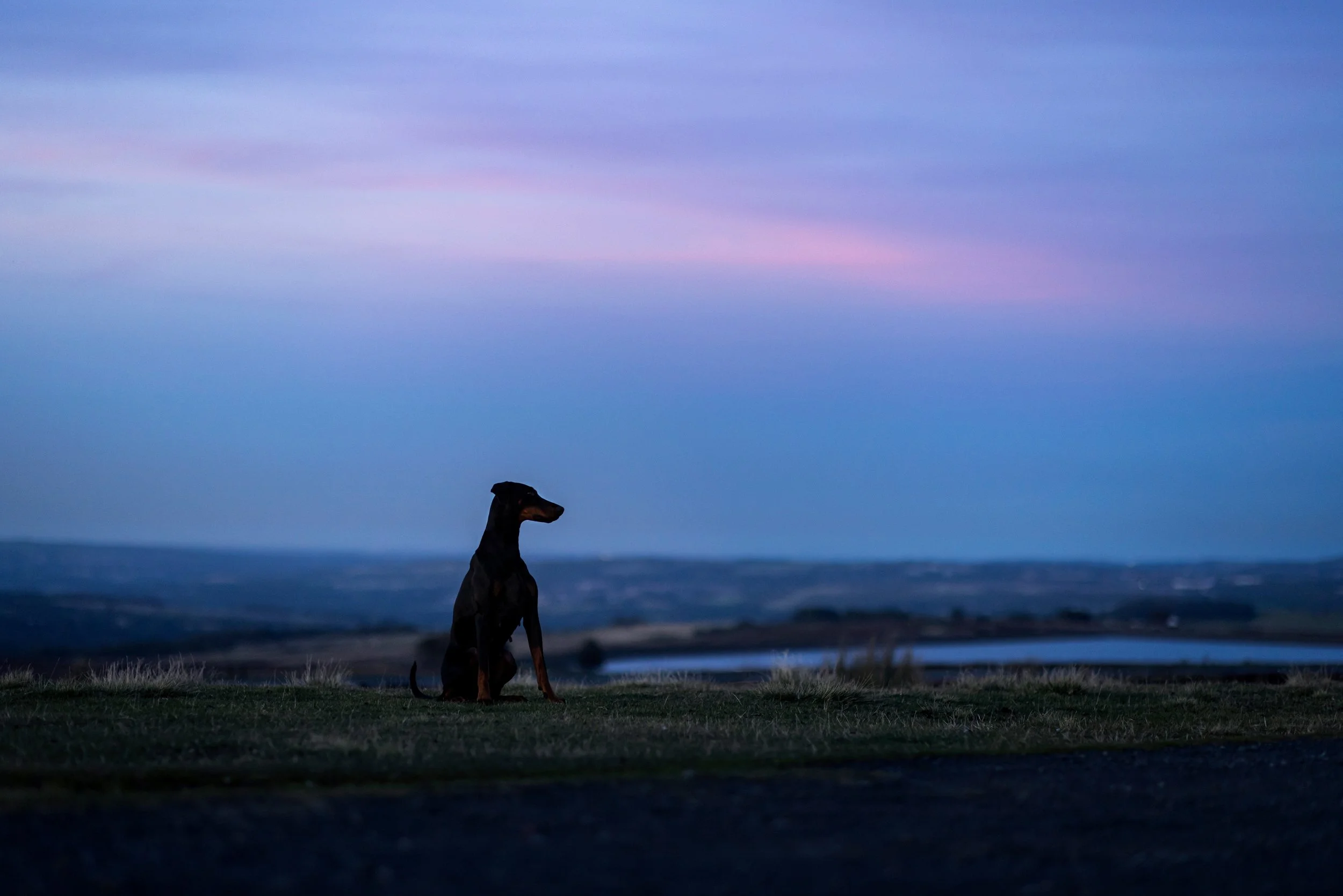 A black and tan dog sitting on grass during dusk, with a background of a lake and purple and blue sky.