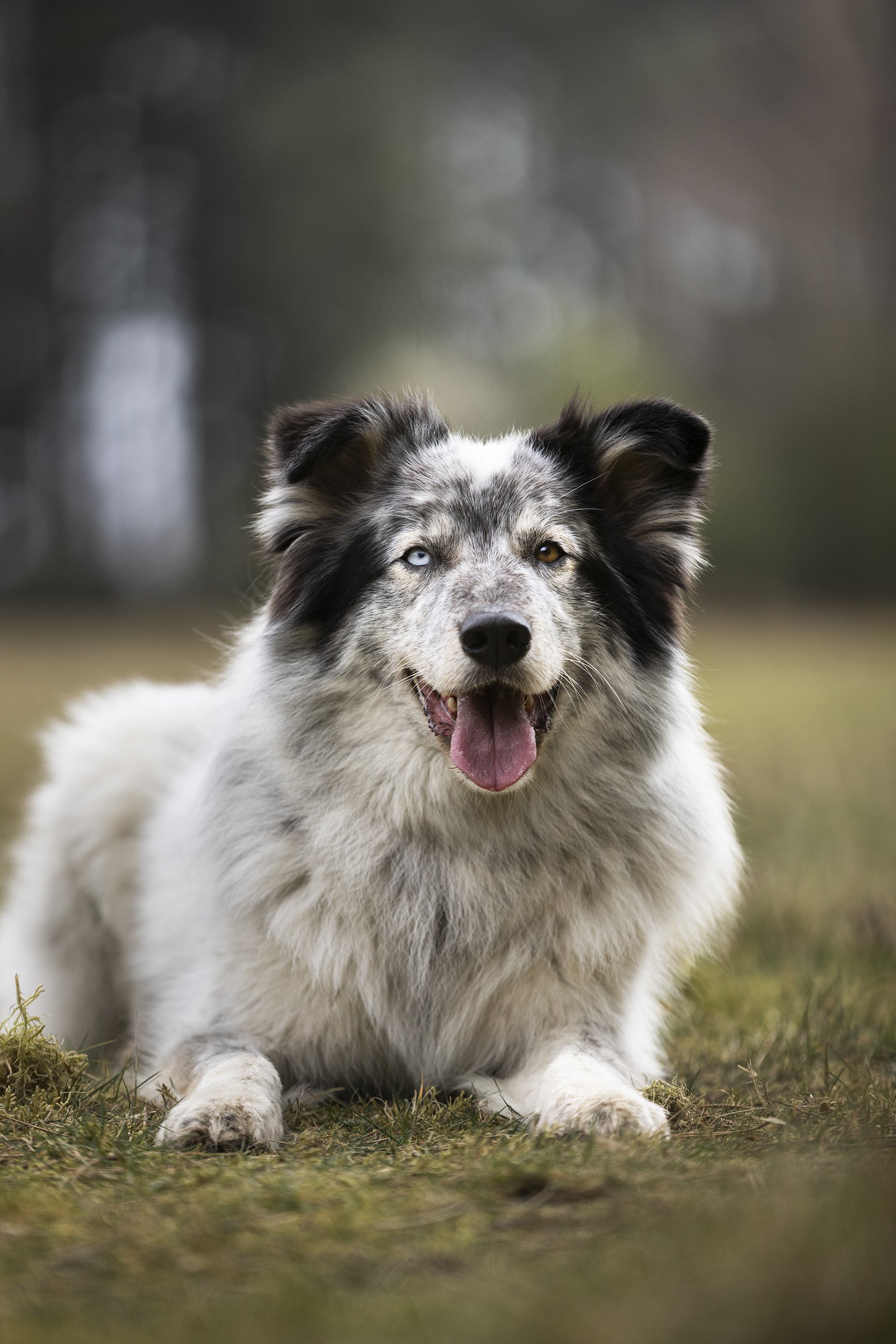 A happy dog lying on the grass, with blurred trees in the background.