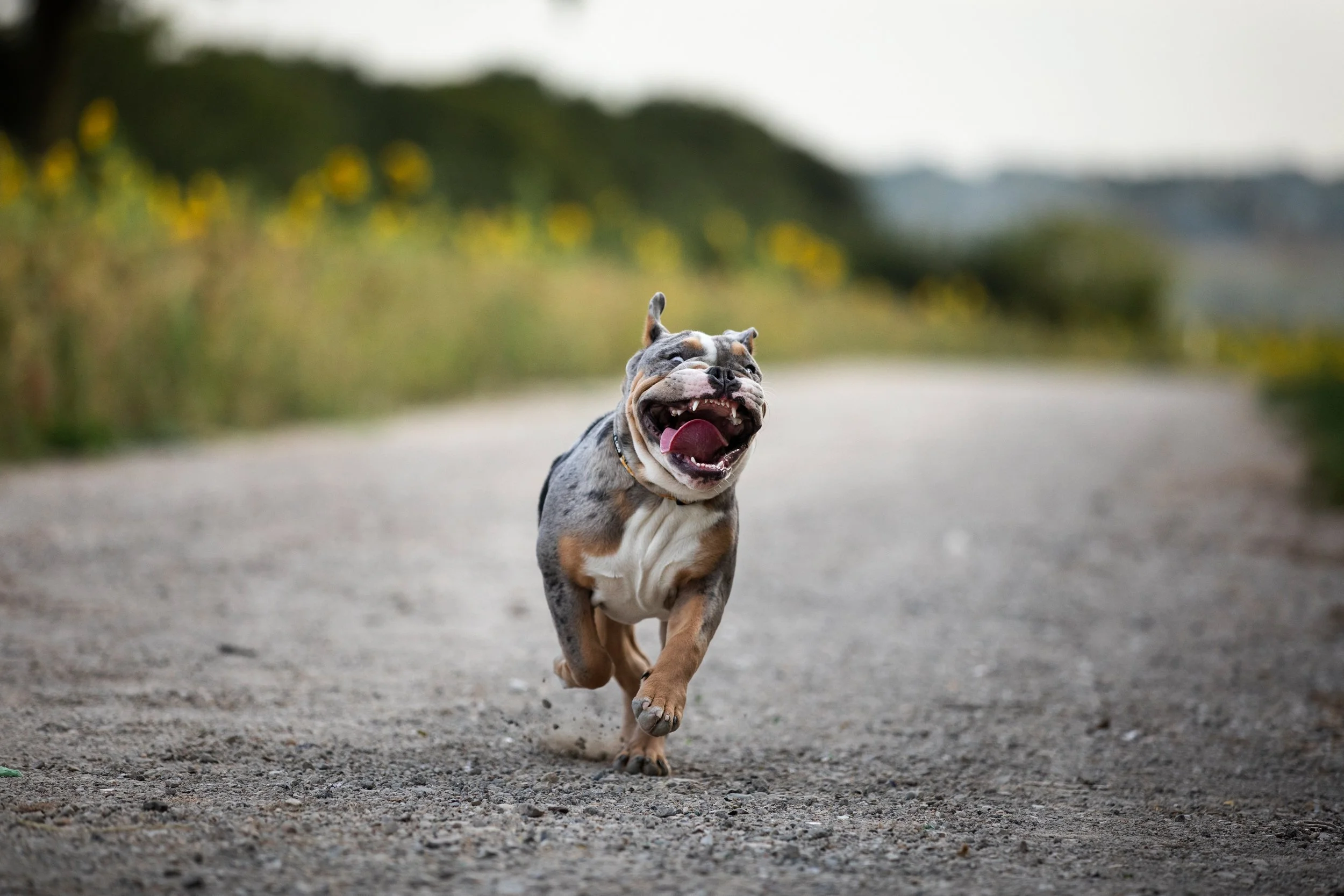 A happy, multicolored dog running on a dirt path amidst a blurred green and yellow landscape.