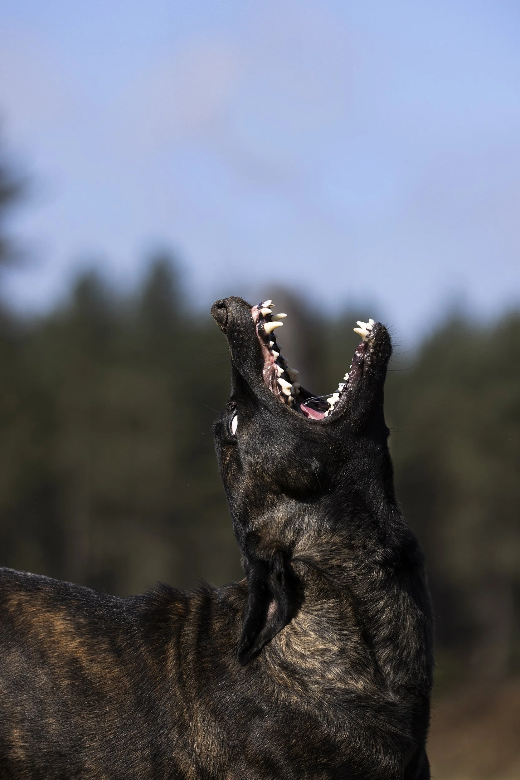 A black and brown dog barking with its mouth open, showing teeth, against a background of trees and a blue sky.