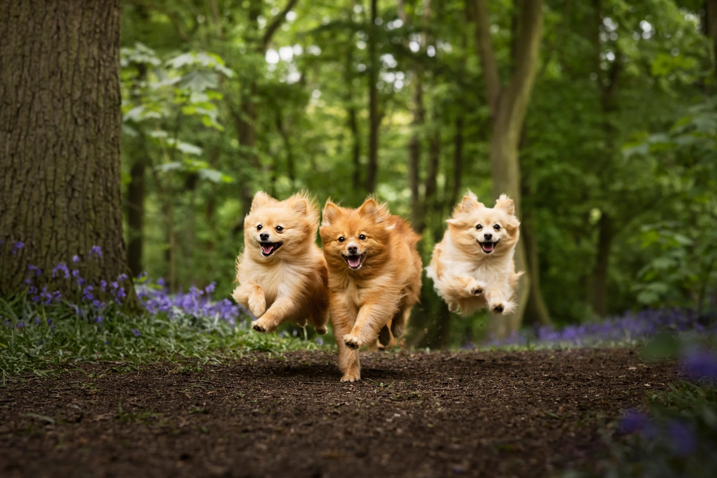 Three small dogs running through a forest trail, surrounded by trees and purple flowers.