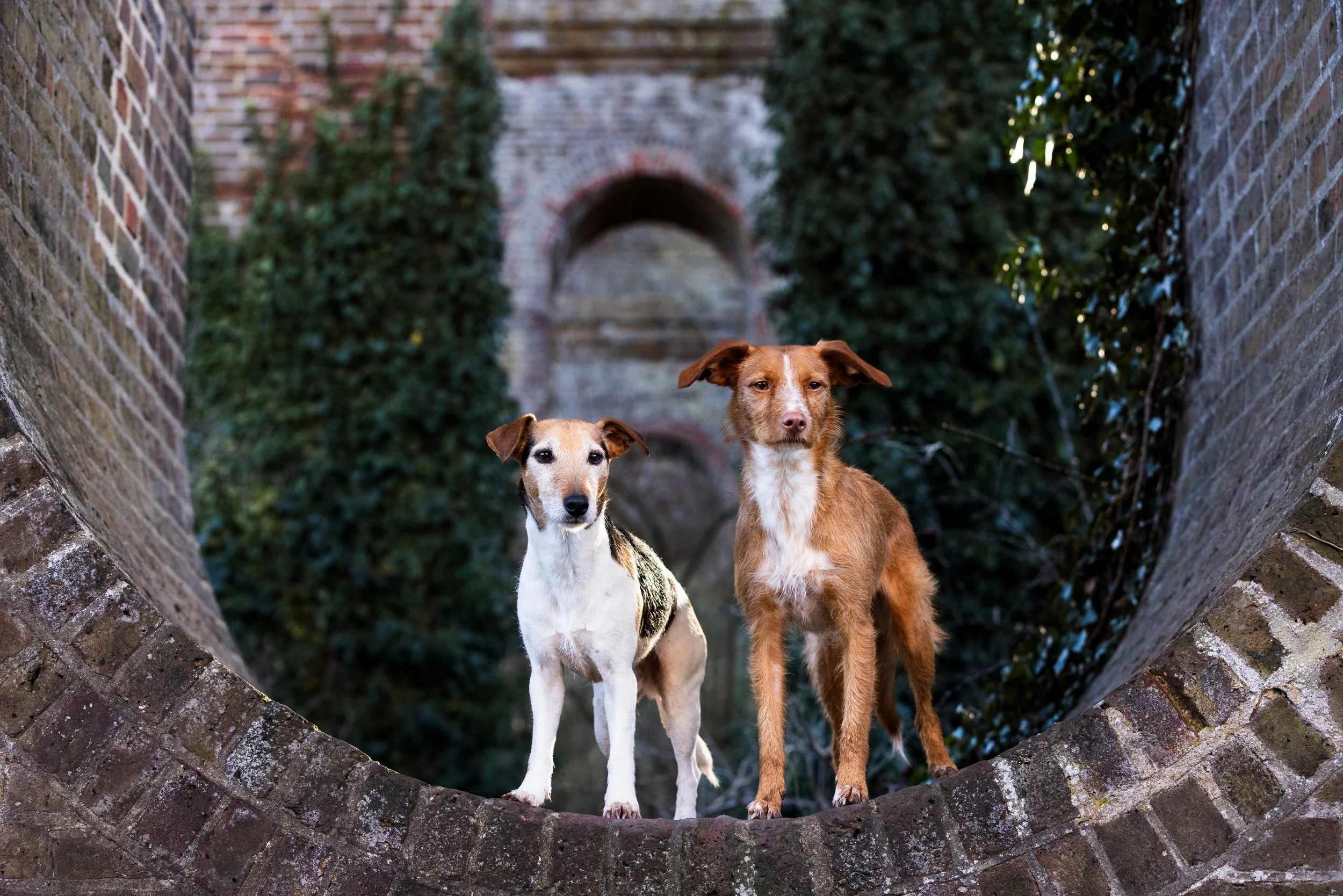 Two dogs standing on a brick ledge with a brick archway and greenery in the background.