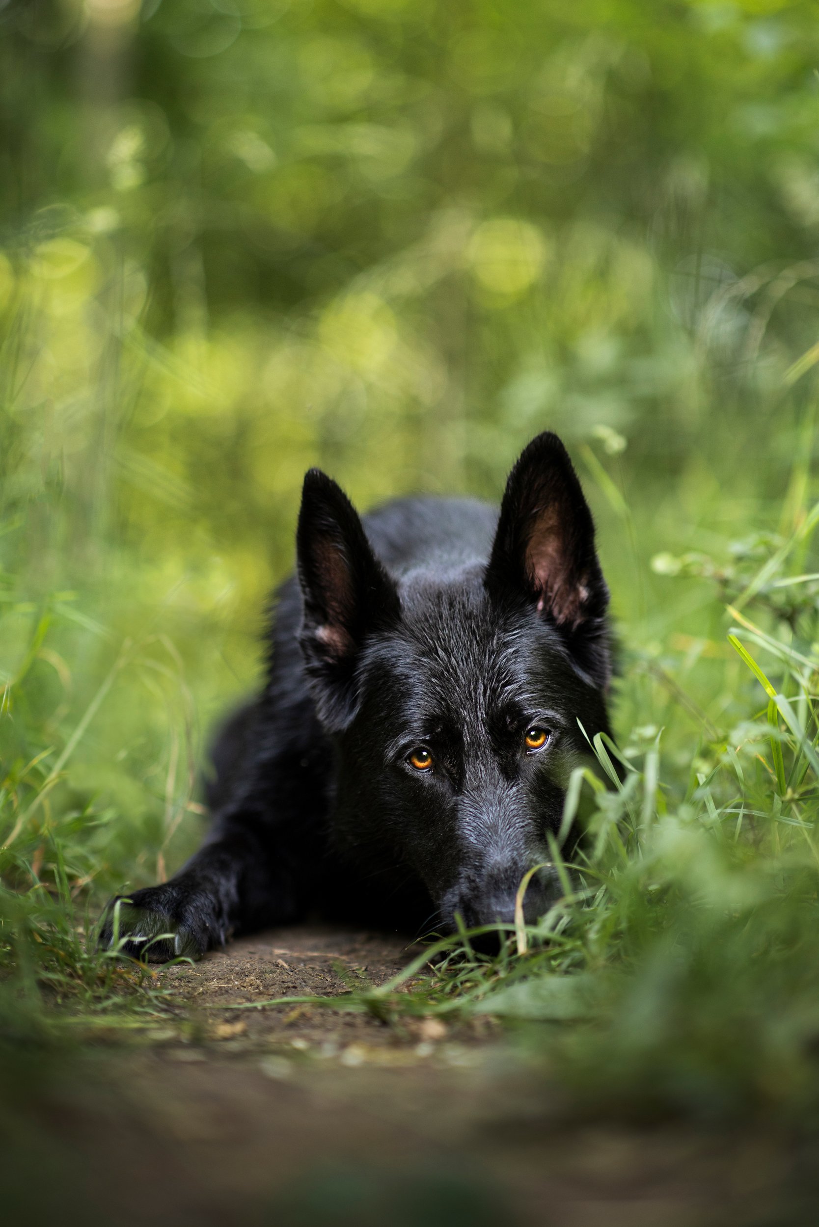 Black dog with yellow eyes lying low on the ground in a lush green woodland setting.