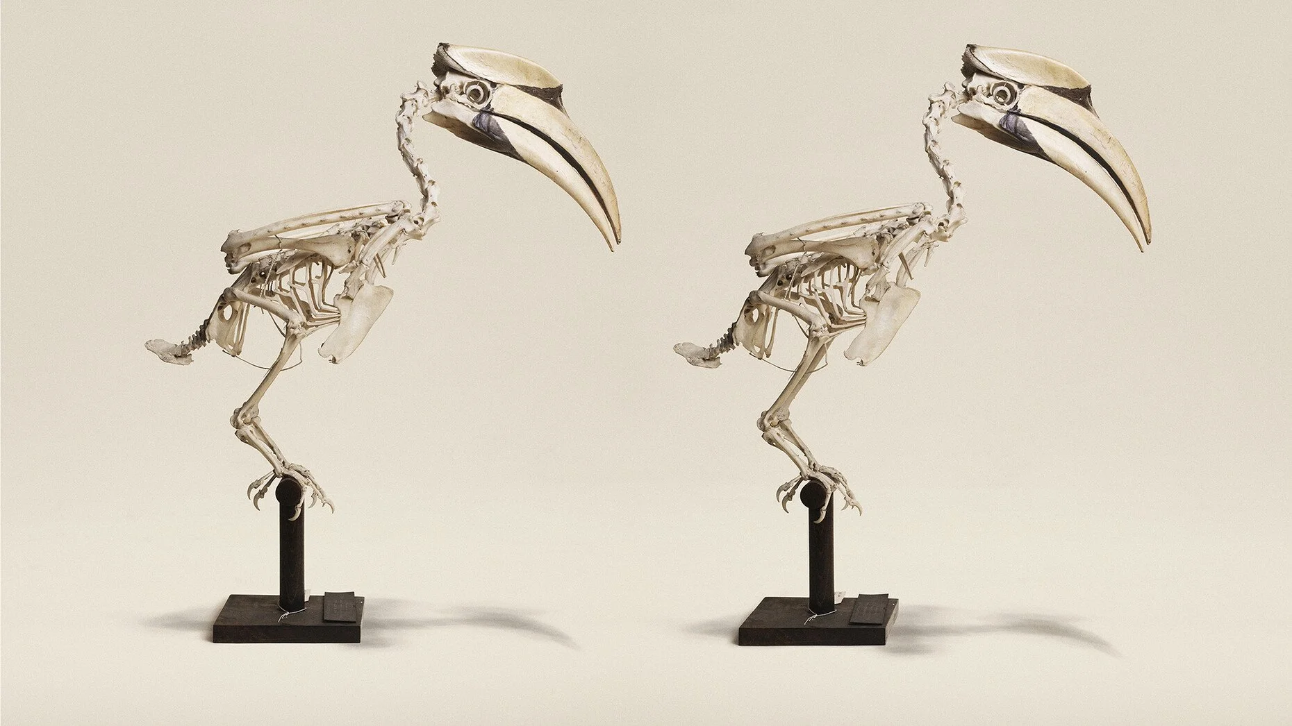 Animal Kingdom- Stereoscopic Images of Natural History 3.jpg