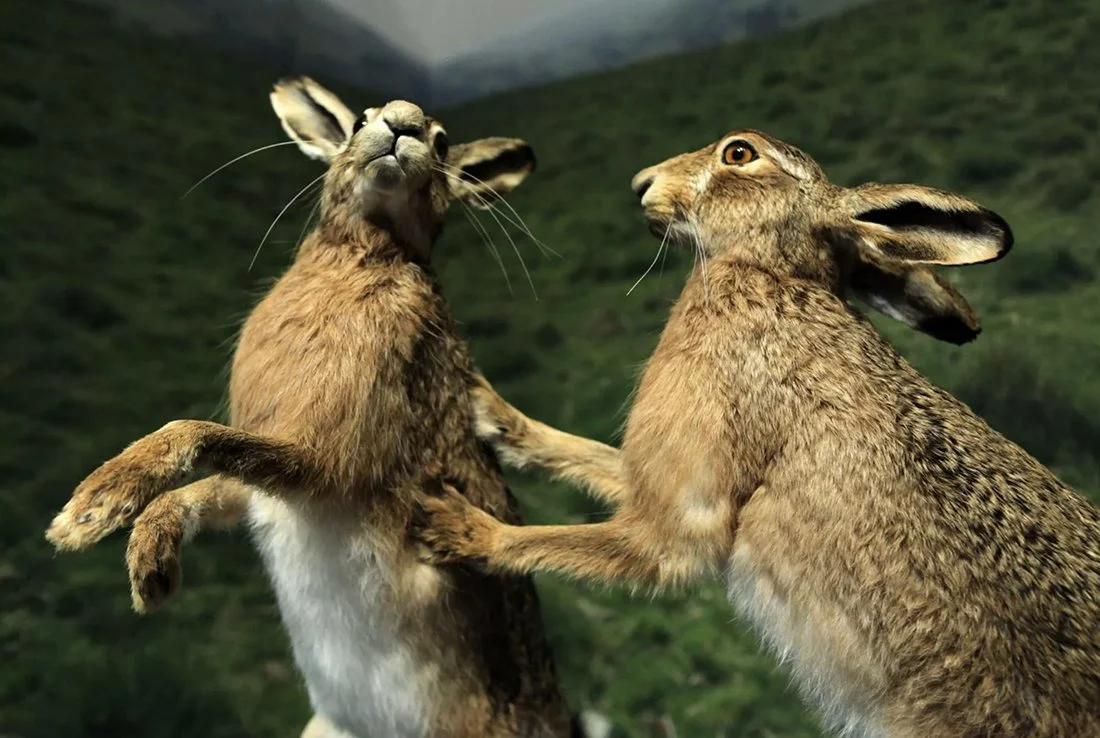 From the War of Nature 3.jpg