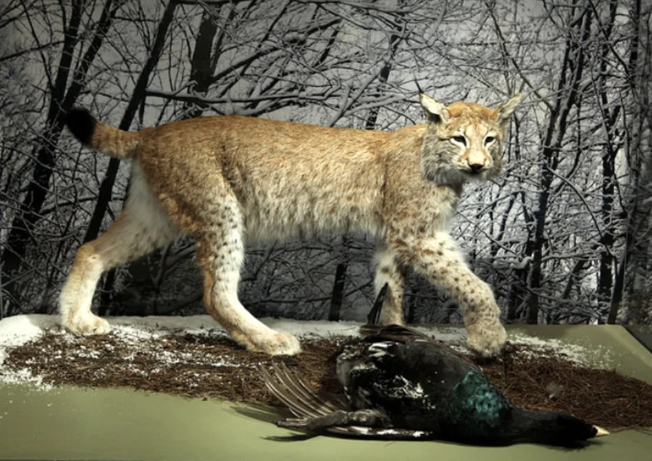 from the war of nature 5.jpg