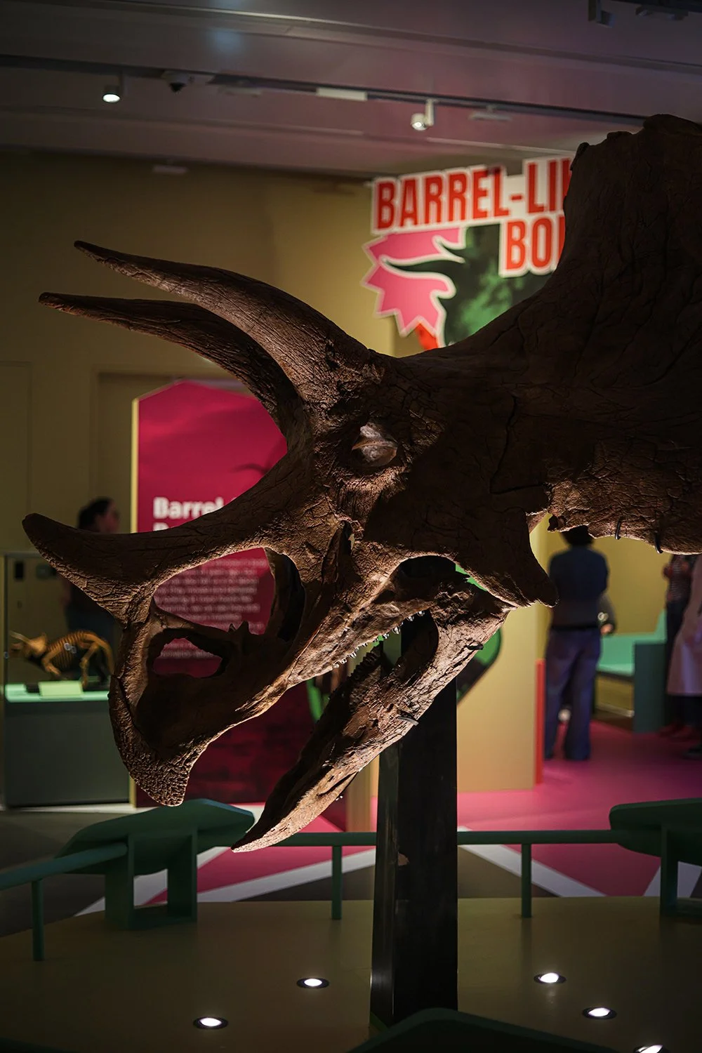 Triceratops install-10.jpg