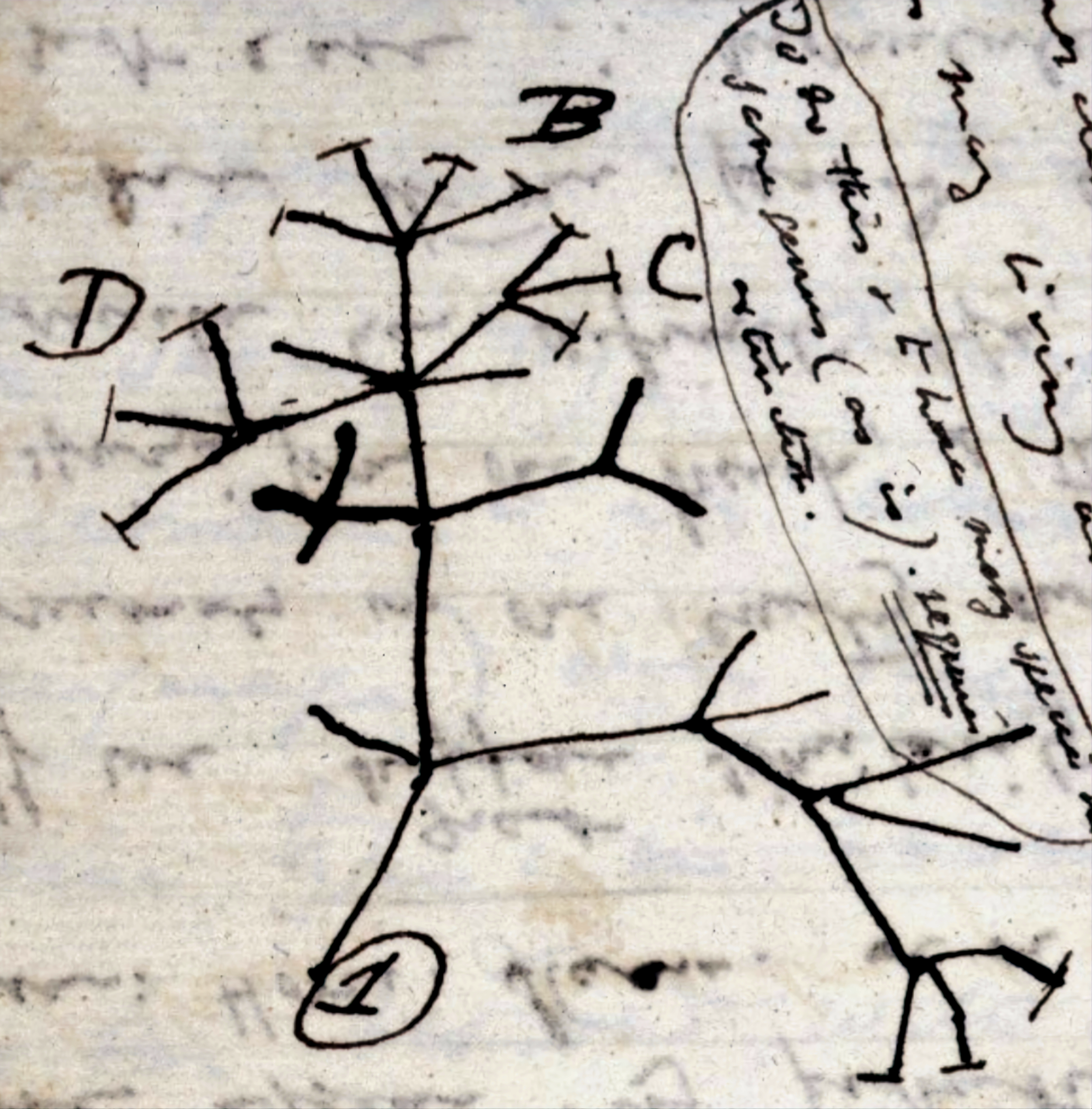 Darwin_Tree_1837_cropped.png