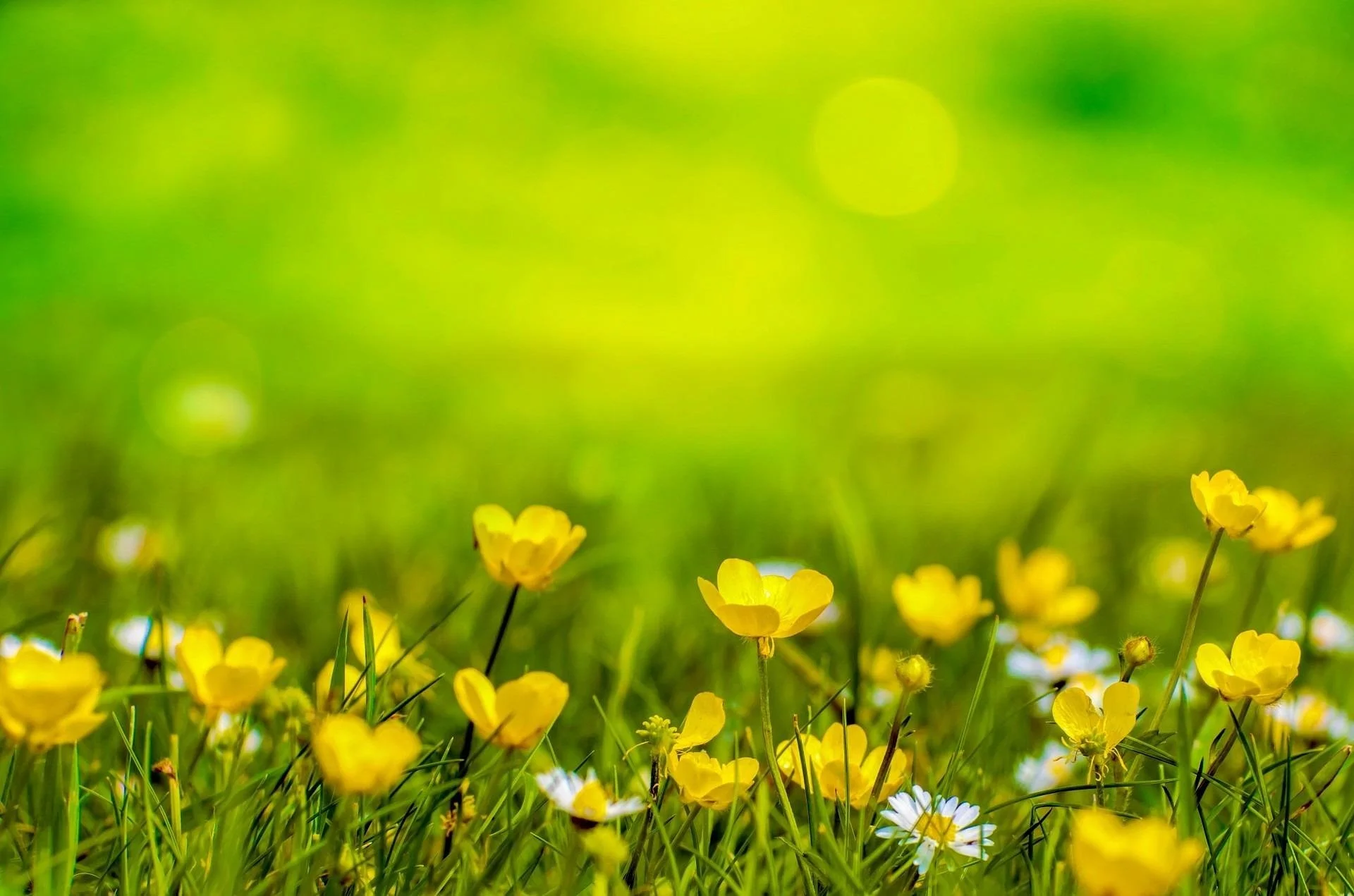 Wellbeing Wednesday: Nature's Adornments