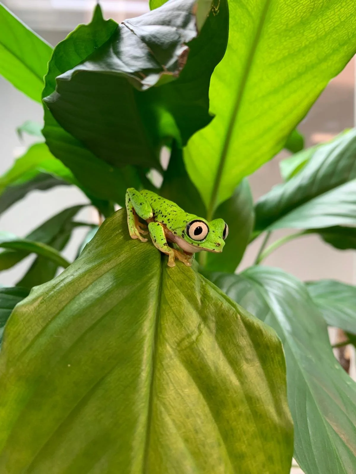 Lemur frog pic.jpeg