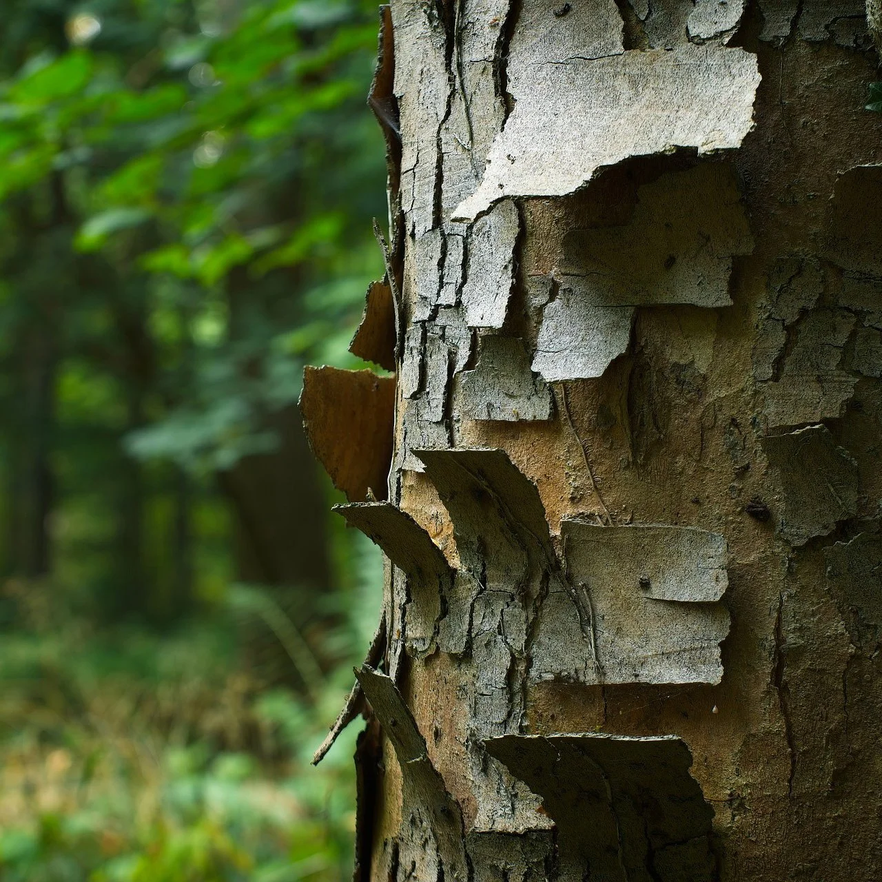 Wellbeing Wednesdays: Can't see the wood for the trees