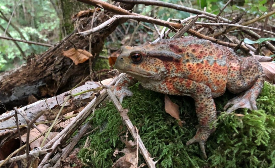 A toad sat on moss surrounded by branches.