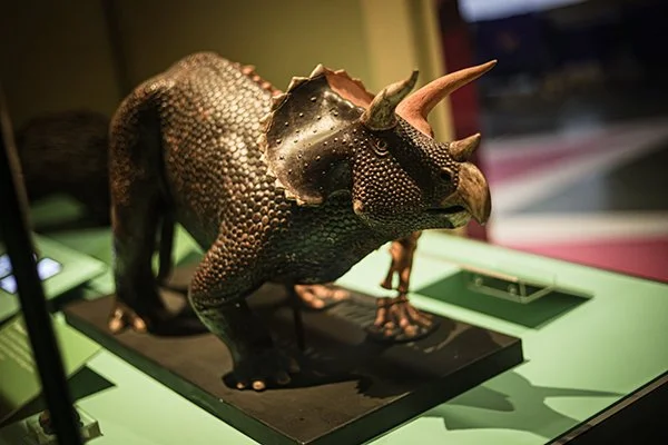 Triceratops install-14.jpg
