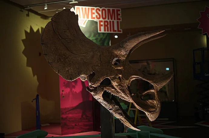 Triceratops: Eat, Roam, Repeat
