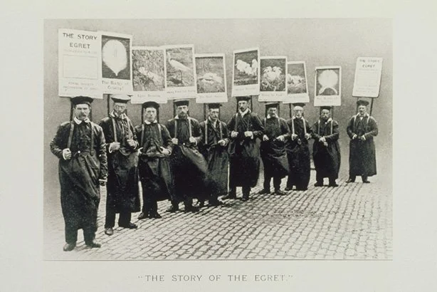 Black and white photo showing a row of people holding signs telling 'the story of the egret'.