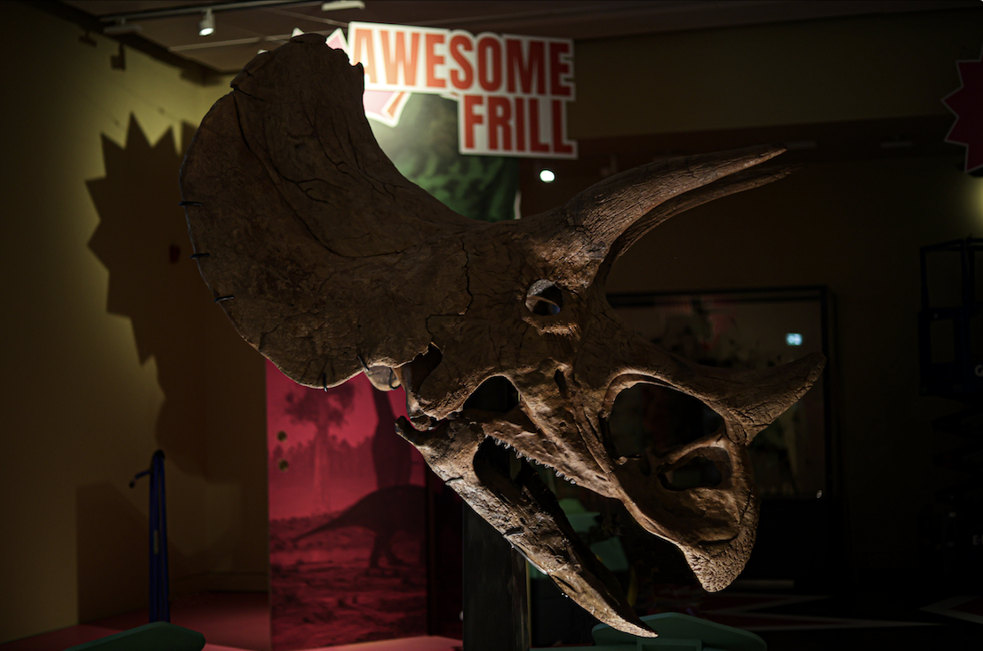 Large Triceratops skull fossil on display in the exhibition Triceratops: Eat, Roam, Repeat at Manchester Museum, with signage reading 'Awesome Frill' in the background.