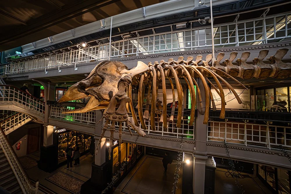 A sperm whale skeleton hung in the Living Worlds gallery at Manchester Museum with railings and balconies in the background.
