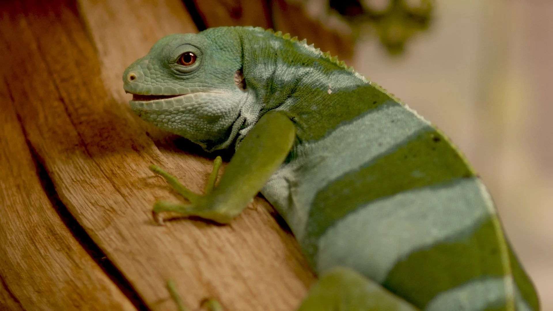 Wellbeing Wednesday: Nature's Ecosystem