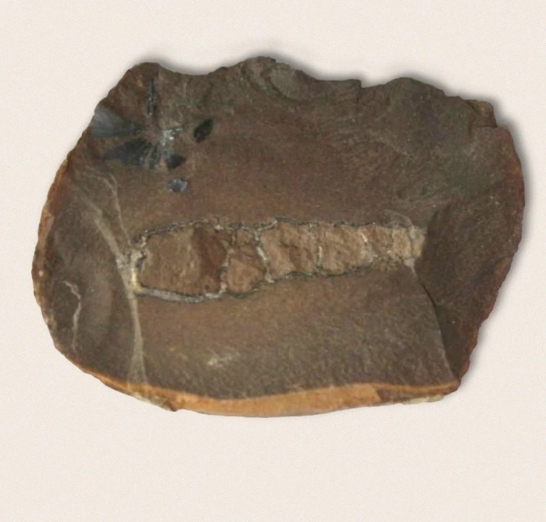 A fossilized fish embedded in a flat, brown rock.