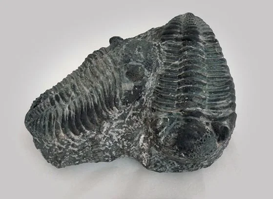 Fossilized trilobite fossil on a plain surface.