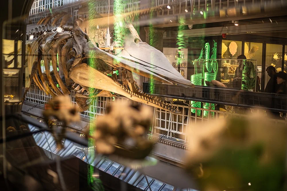 Looking through a museum case to see the skull of a sperm whale skeleton.
