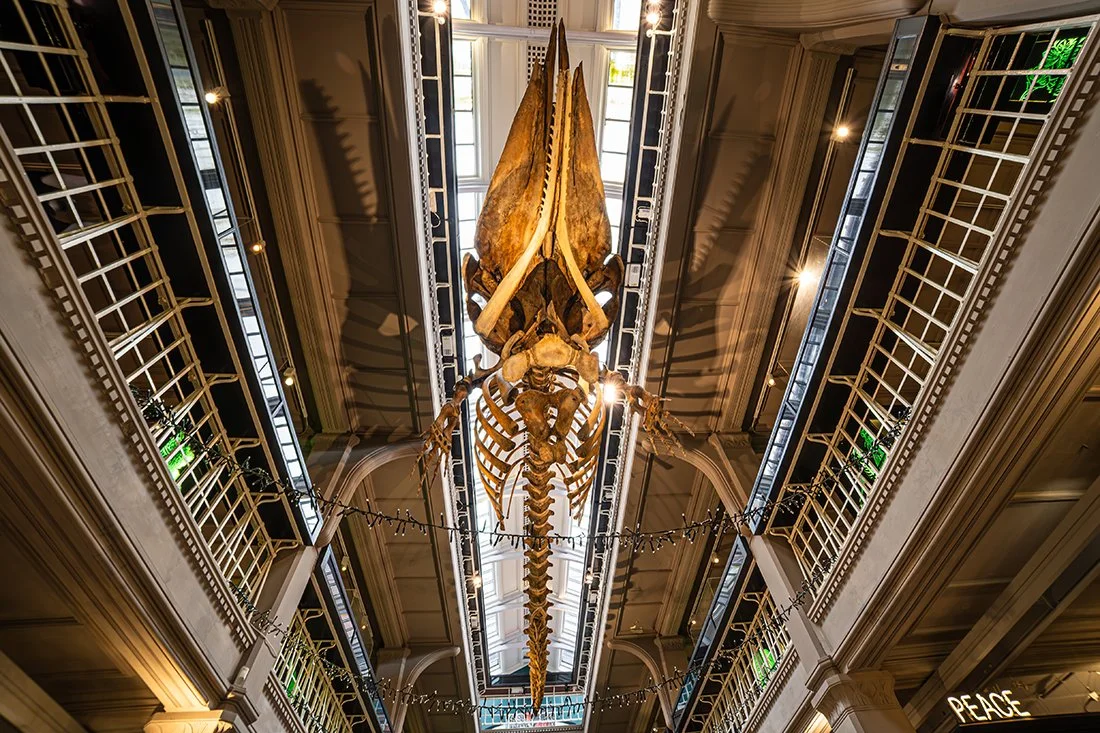 Looking up at a sperm whale skeleton, hung from the roof within Manchester Museum, with balconies either side and windows above.