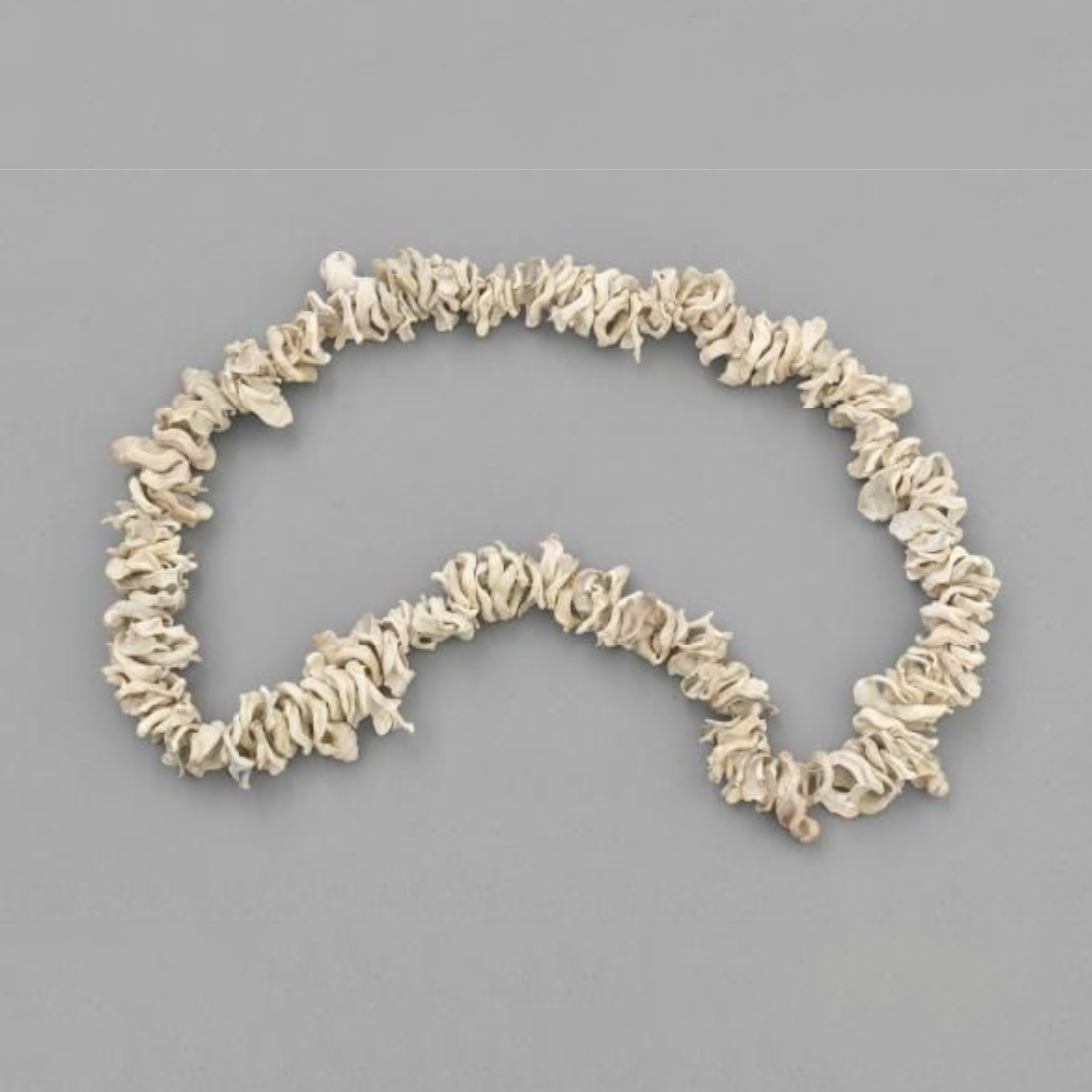 A necklace made form parts of whelk or similar shells threaded on fibrous string.
