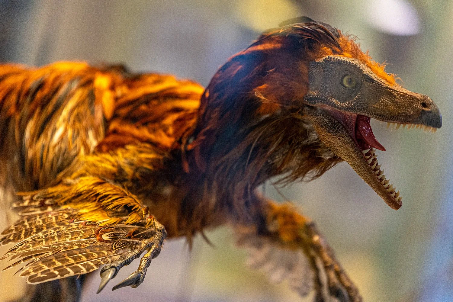 Close-up of a lifelike Velociraptor model, covered in orange and red feathers and posed with it's mouth wide open, on display in the Fossils and Dinosaurs gallery at Manchester Museum.
