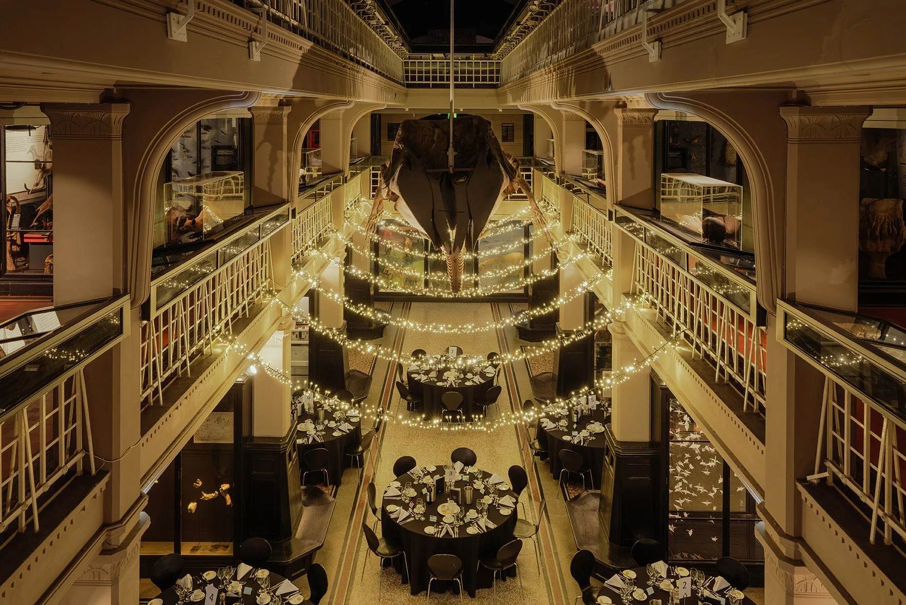 A view of the Living Worlds gallery at Manchester Museum from above. A sperm whale skeleton and fairy lights hang above the gallery space, which is set with tables and chairs for an evening event.
